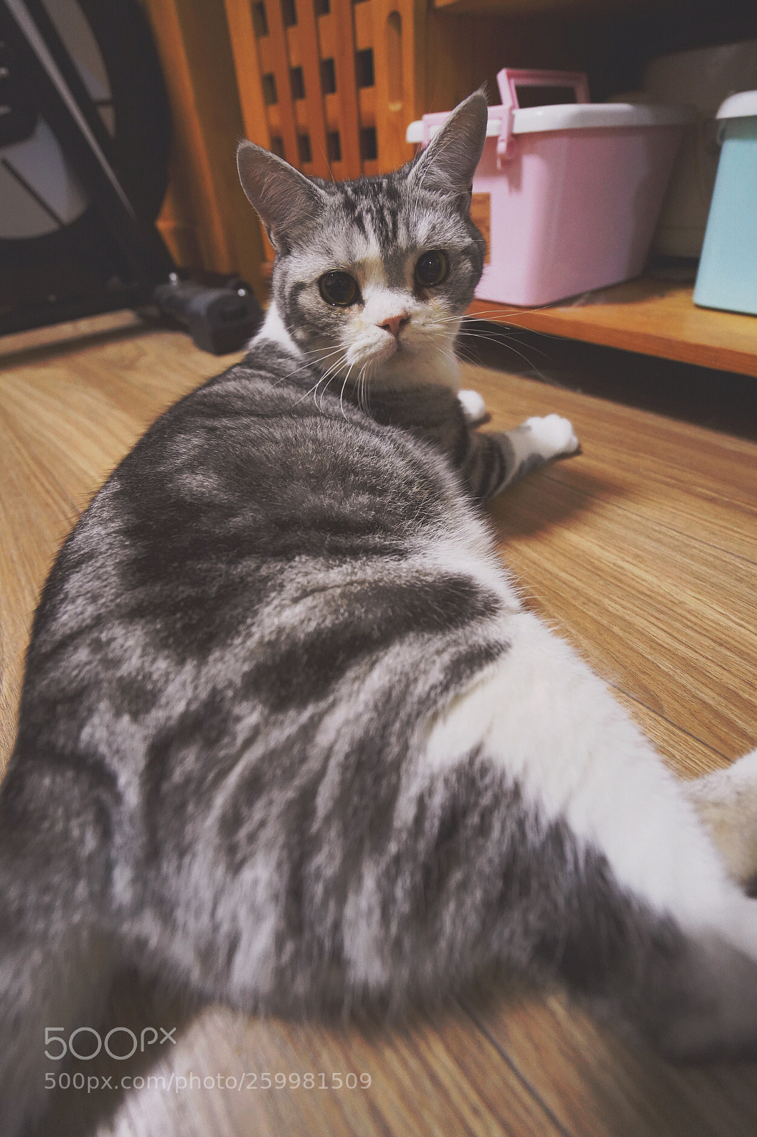Sony a7 III sample photo. Zhuzhu photography