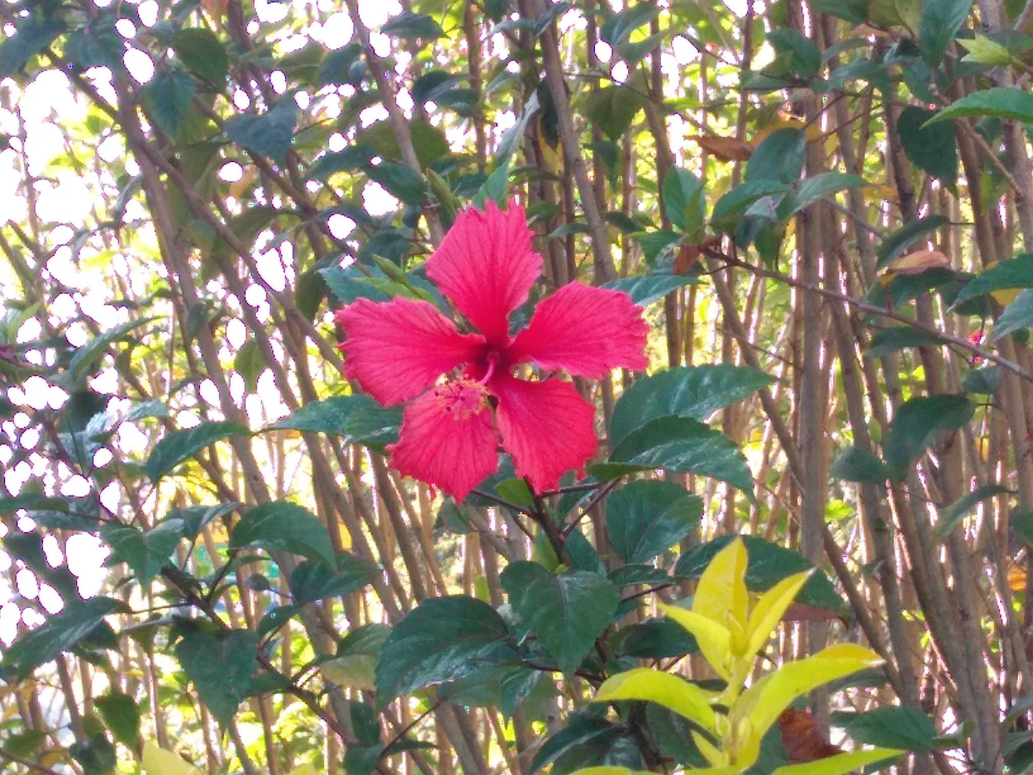 Motorola Moto G Play sample photo
