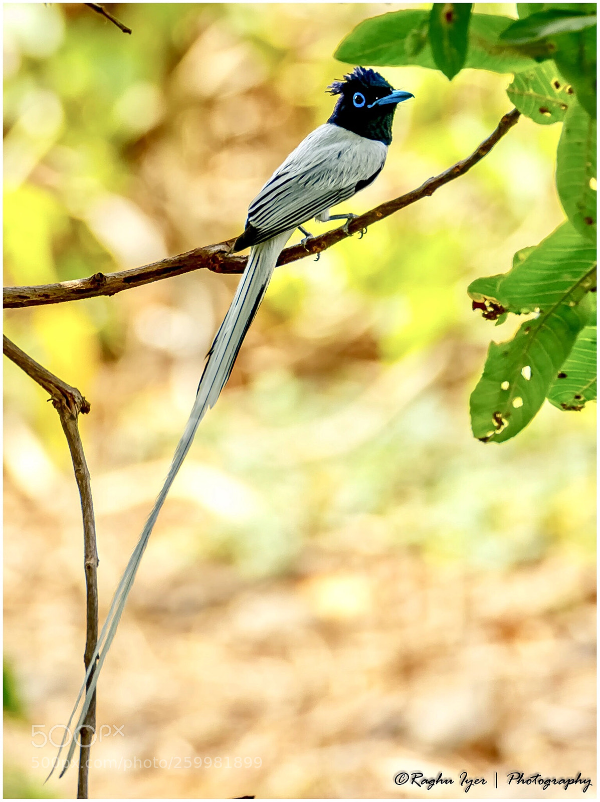 Canon EOS 7D Mark II sample photo. Pearl from the paradise photography