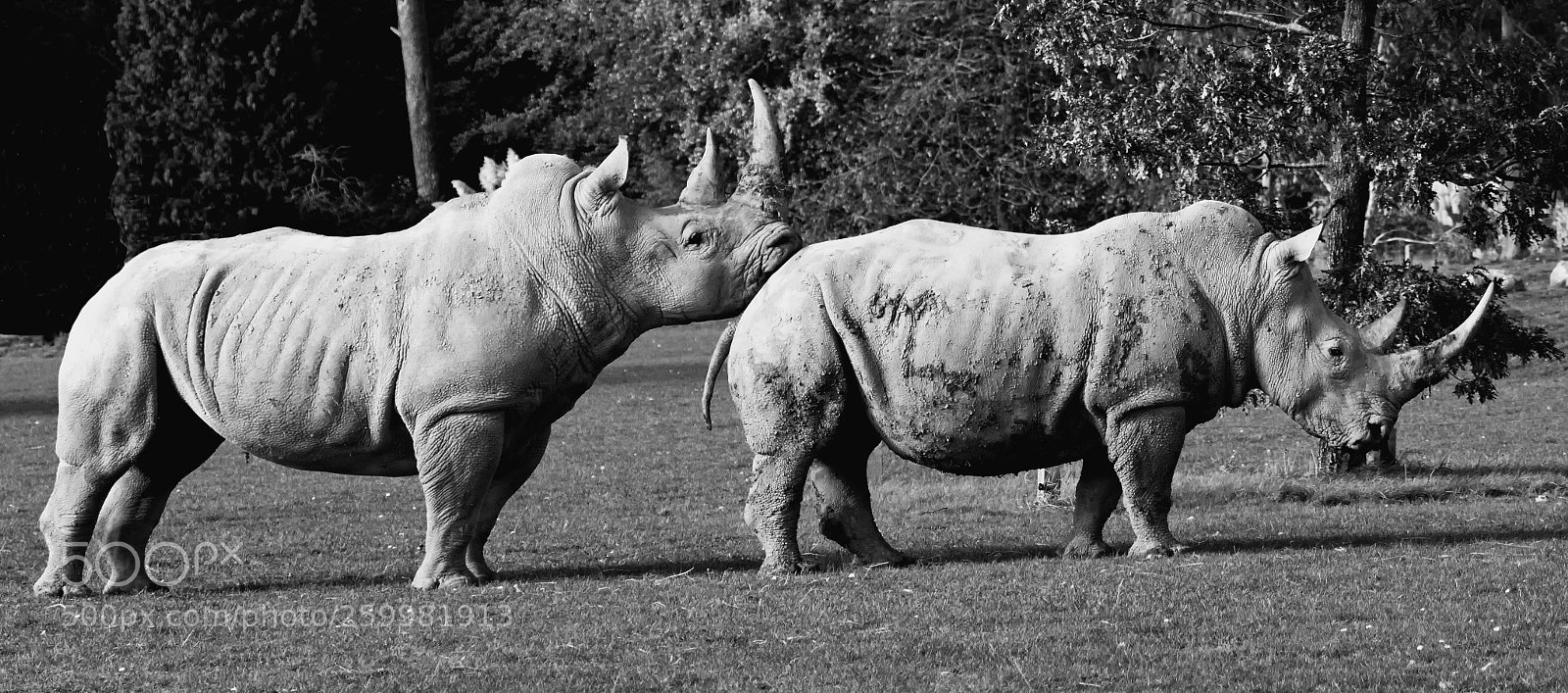 Canon EOS 7D Mark II sample photo. Tired rhino photography
