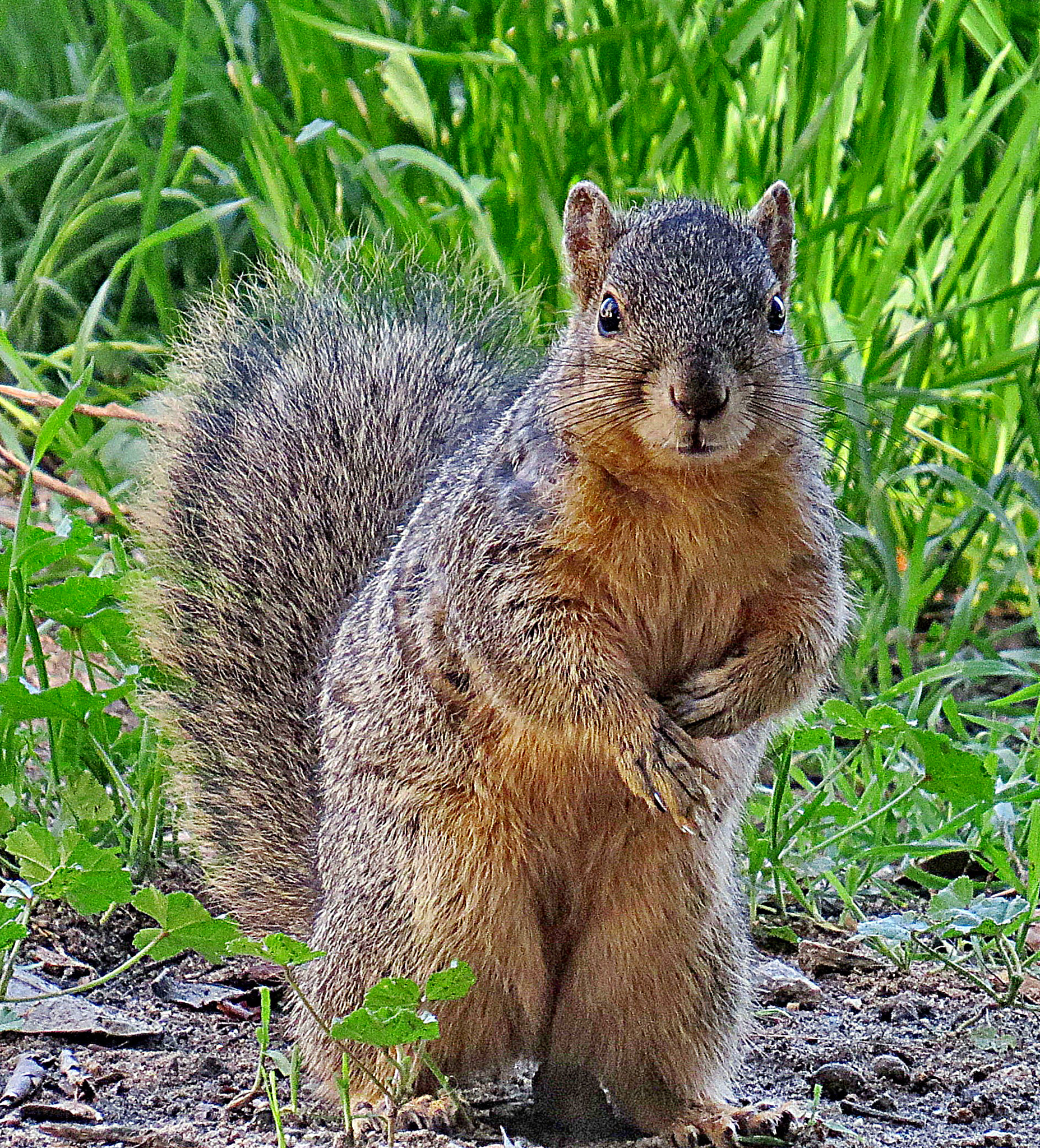 Canon PowerShot SX50 HS + 4.3 - 215.0 mm sample photo. A squirrel standing up to say hello photography