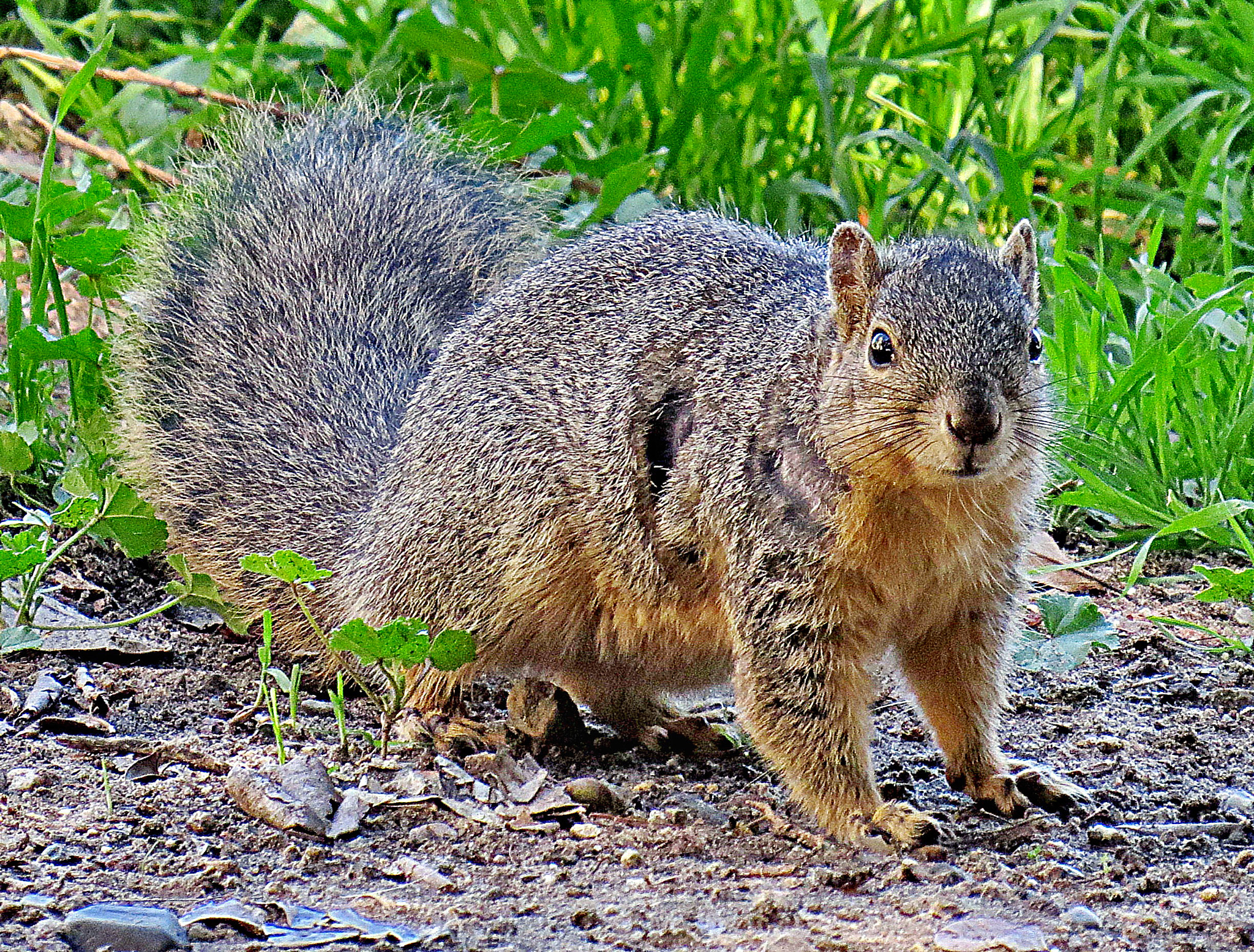 Canon PowerShot SX50 HS sample photo. A squirrel looking at you in the park photography