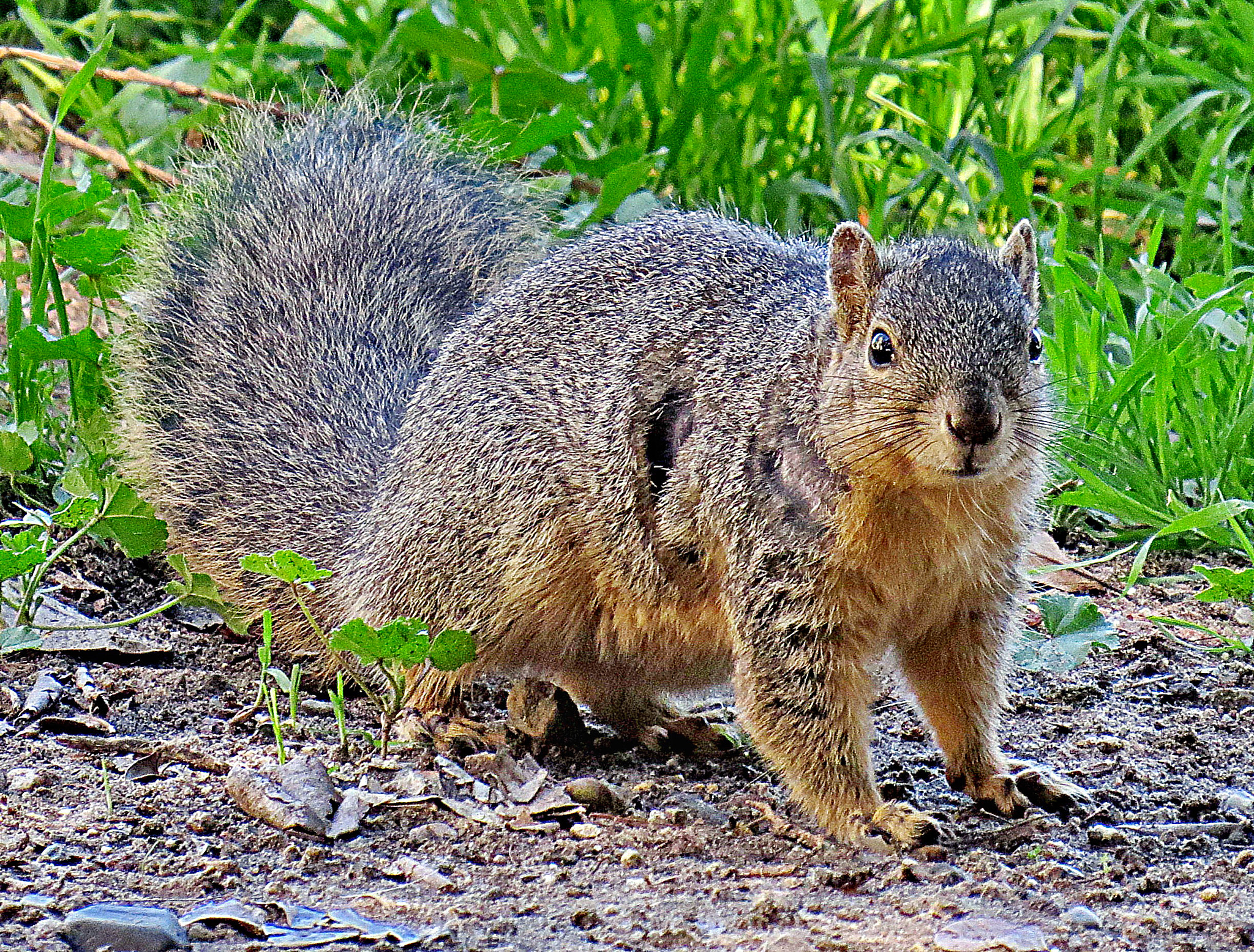 4.3 - 215.0 mm sample photo. A squirrel looking at you in the park photography