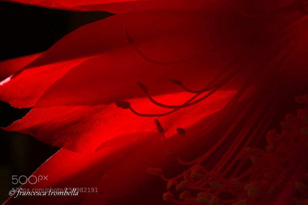Nikon D3100 sample photo. Red photography