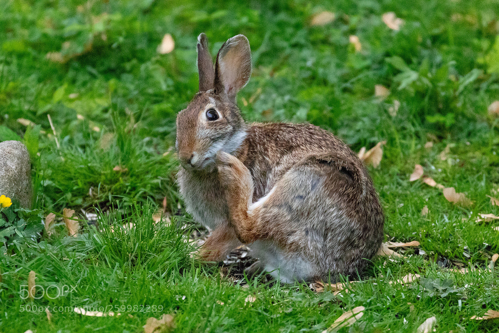 Canon EOS 5D Mark IV sample photo. Bunny itch photography