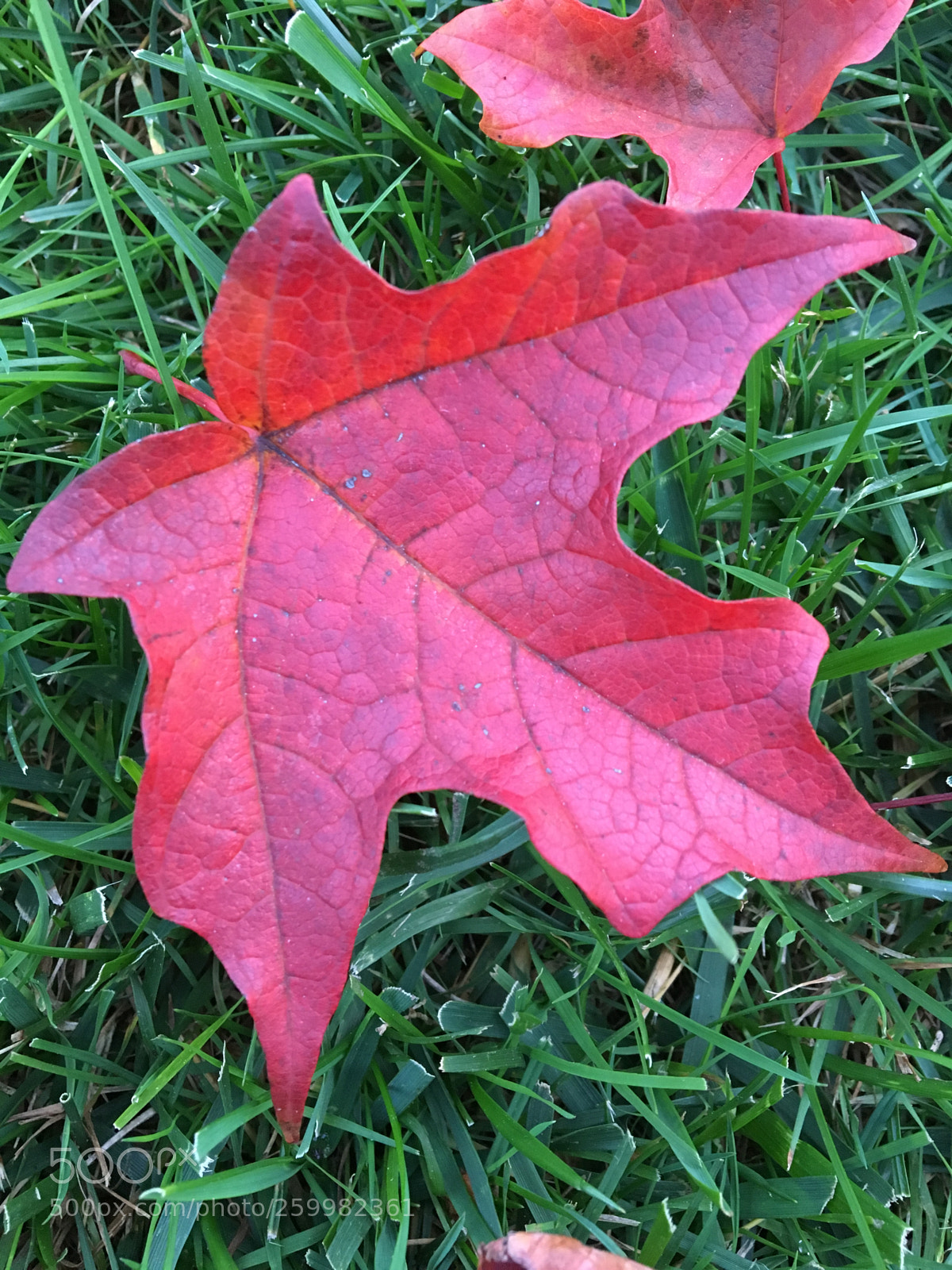 Apple iPhone 6s sample photo. Otoño photography