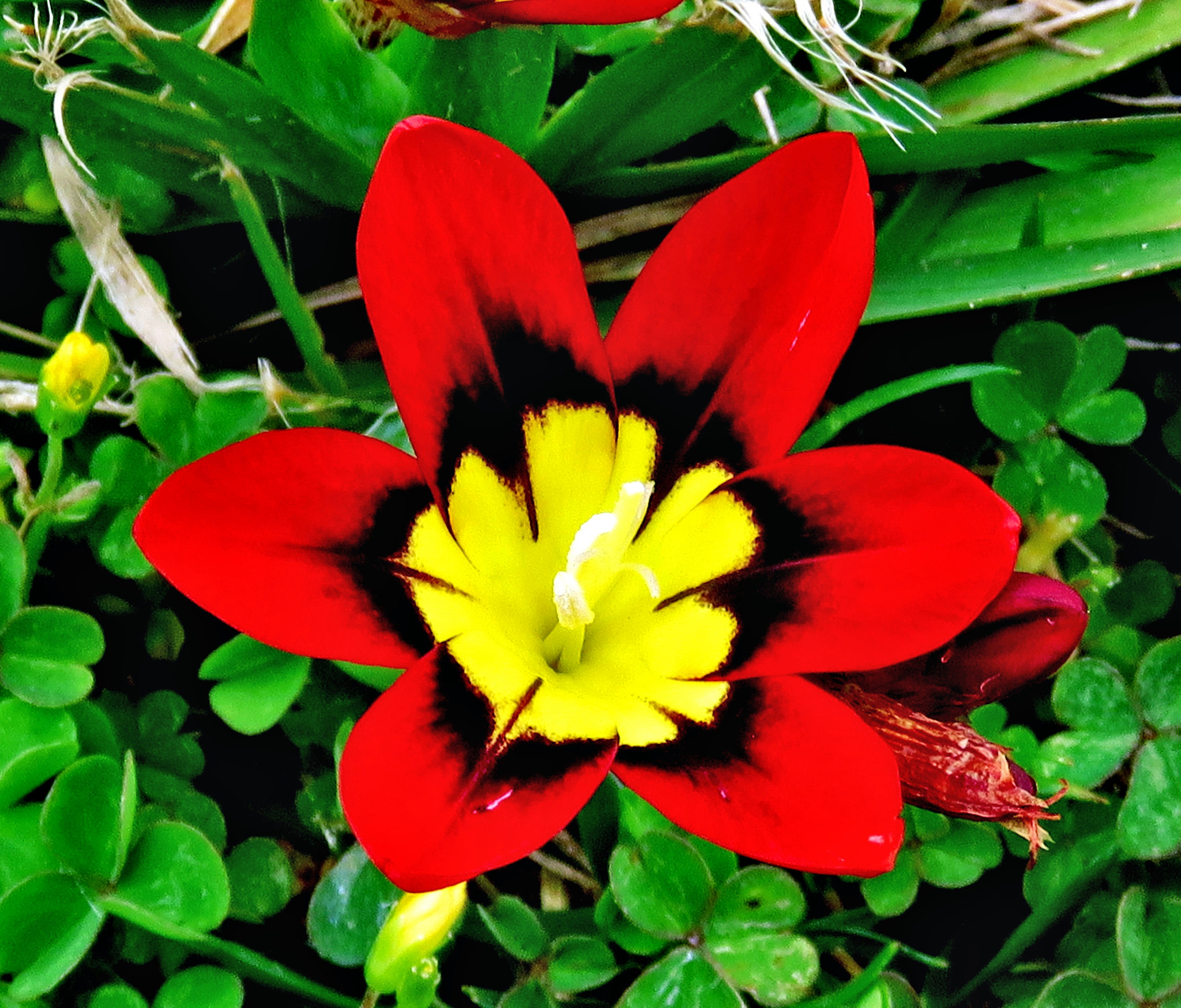 3.8 - 247.0 mm sample photo. A red and gold flower photography