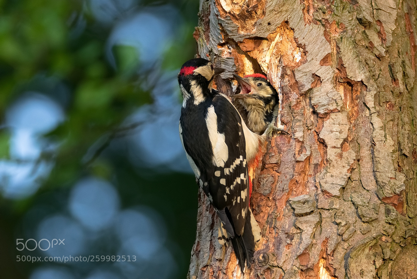 Canon EOS 7D Mark II sample photo. Woodpecker with youngling photography