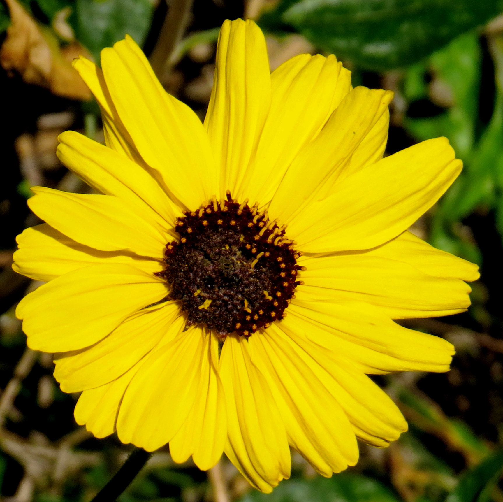 Canon PowerShot SX50 HS + 4.3 - 215.0 mm sample photo. Gold daisy flower photography