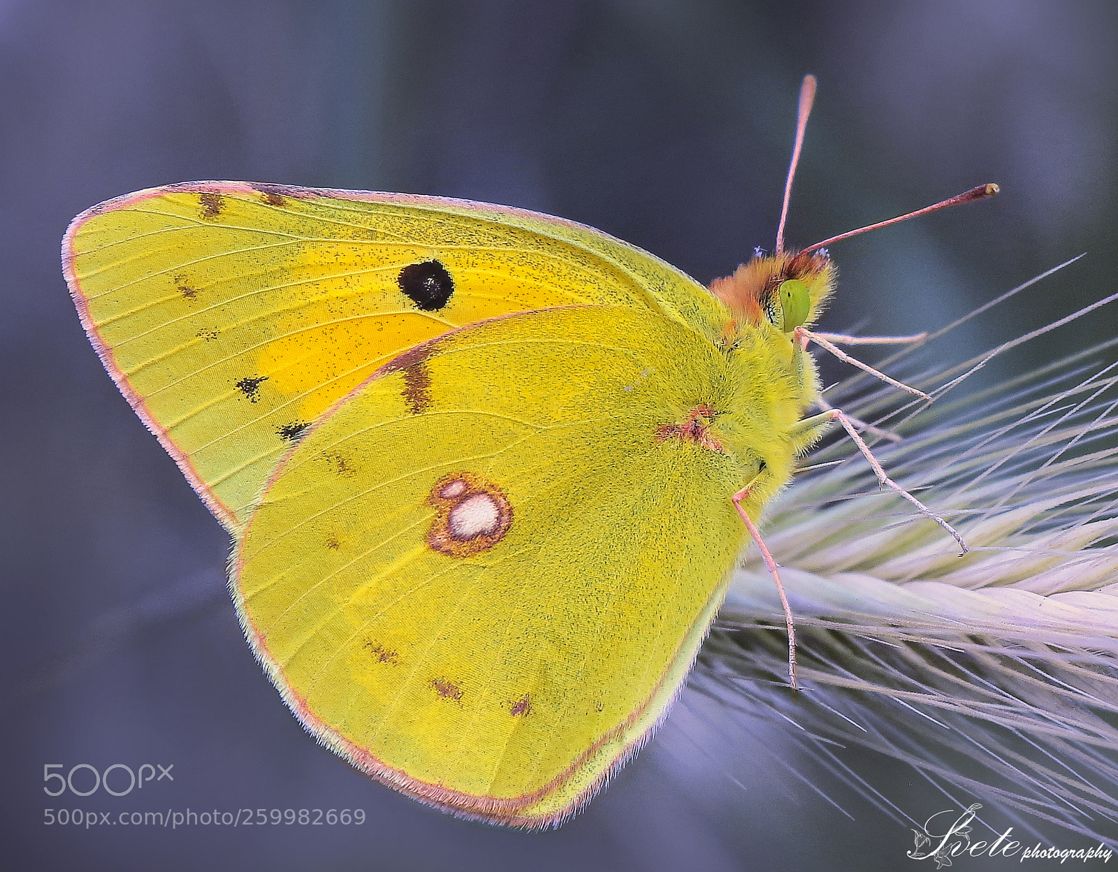 Canon EOS 700D (EOS Rebel T5i / EOS Kiss X7i) sample photo. Clouded yellow photography