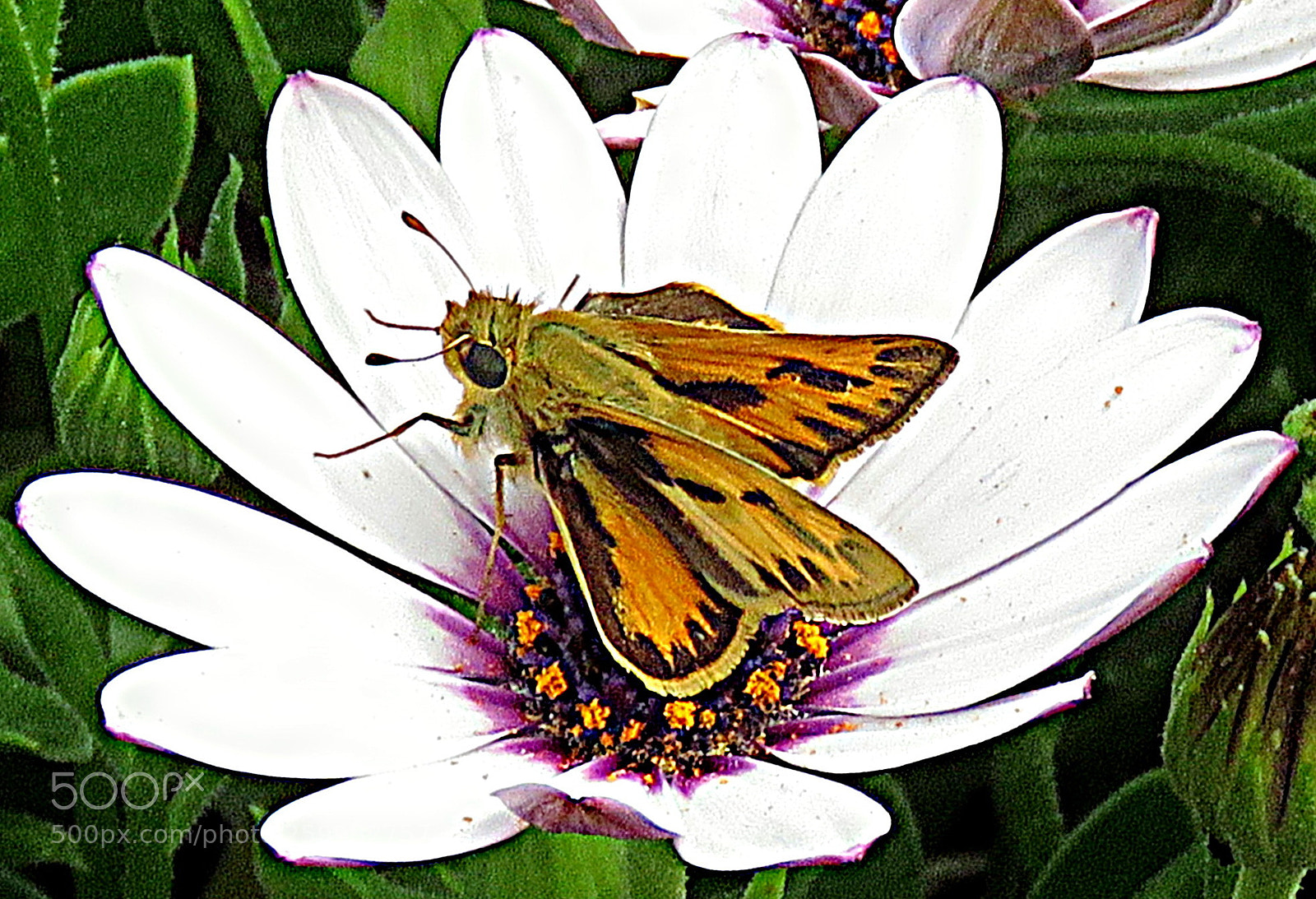 Canon PowerShot SX60 HS sample photo. A butterfly on a photography
