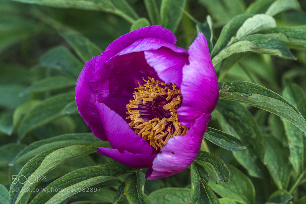 Sony a7R III sample photo. Peonia selvatica officinalis photography