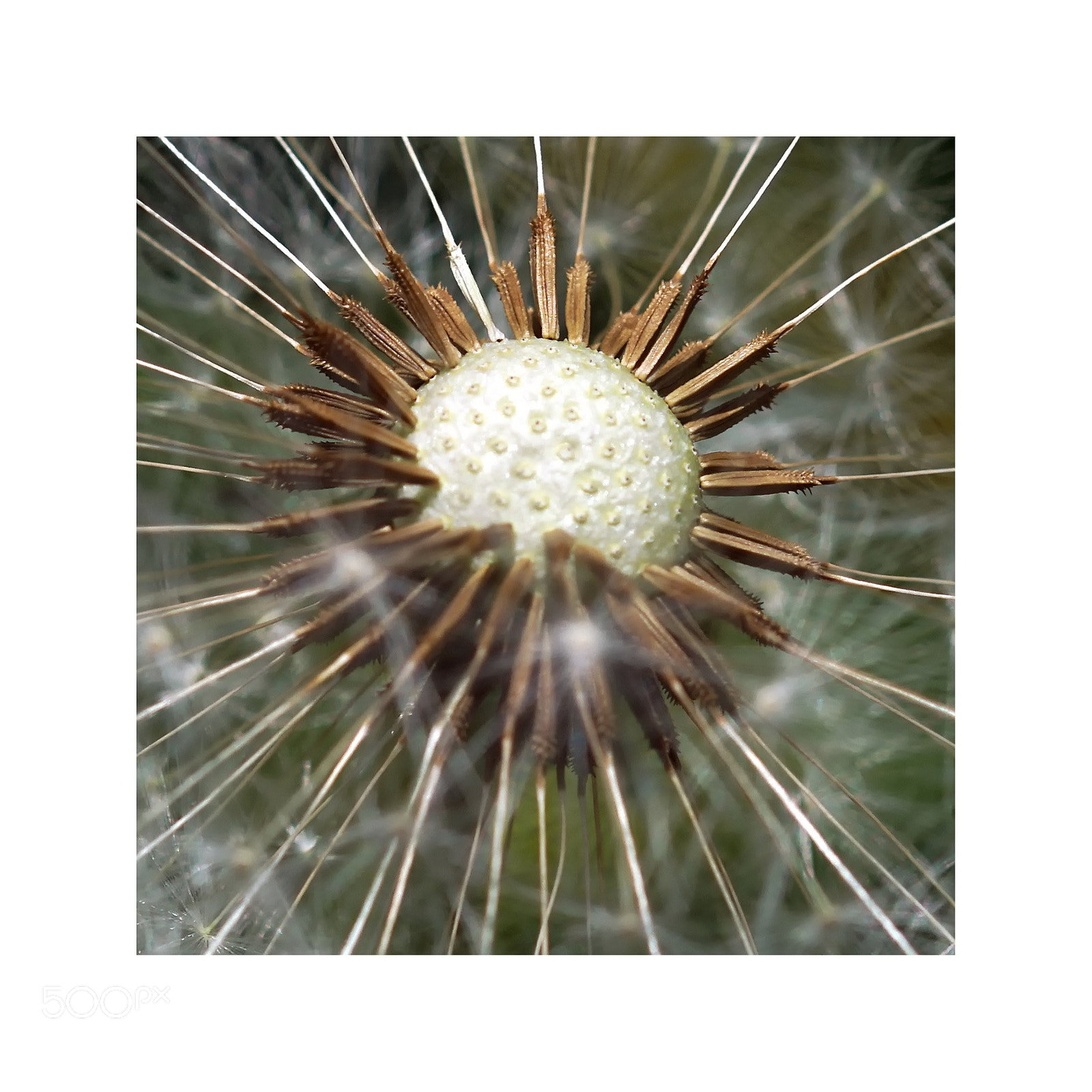 Sony ILCA-77M2 sample photo. Pissenlit photography