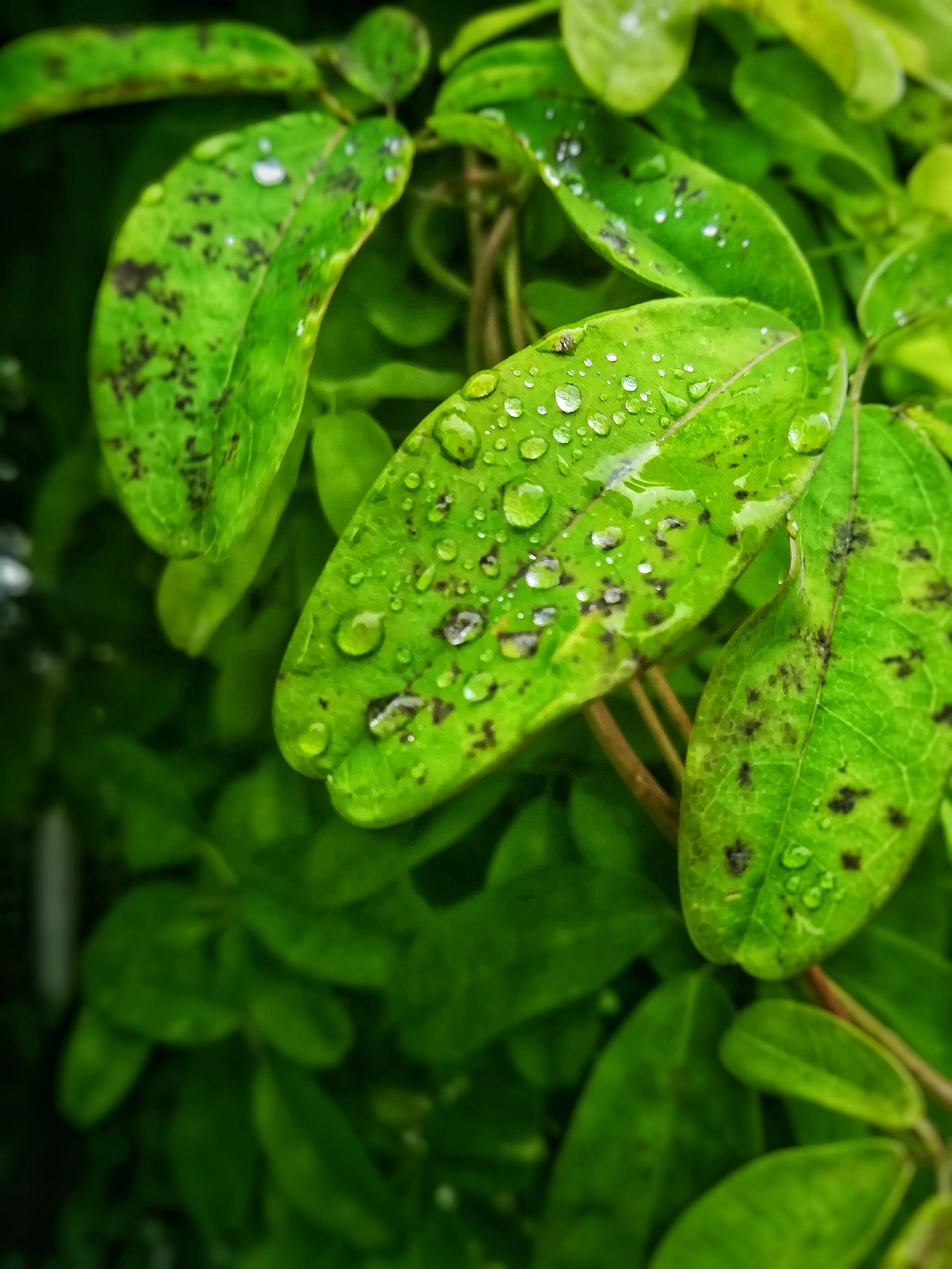 HUAWEI PRA-LX1 sample photo