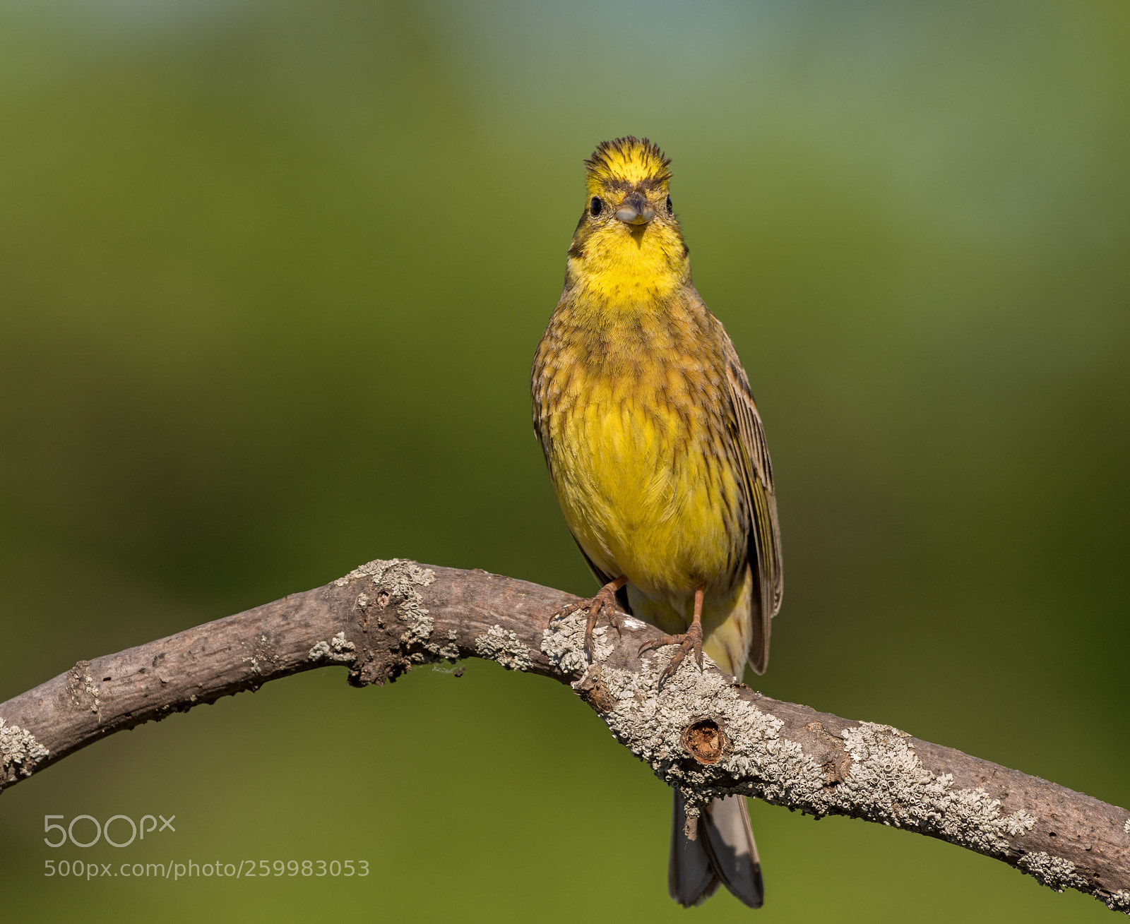Nikon D7200 sample photo. Yellowhammer photography