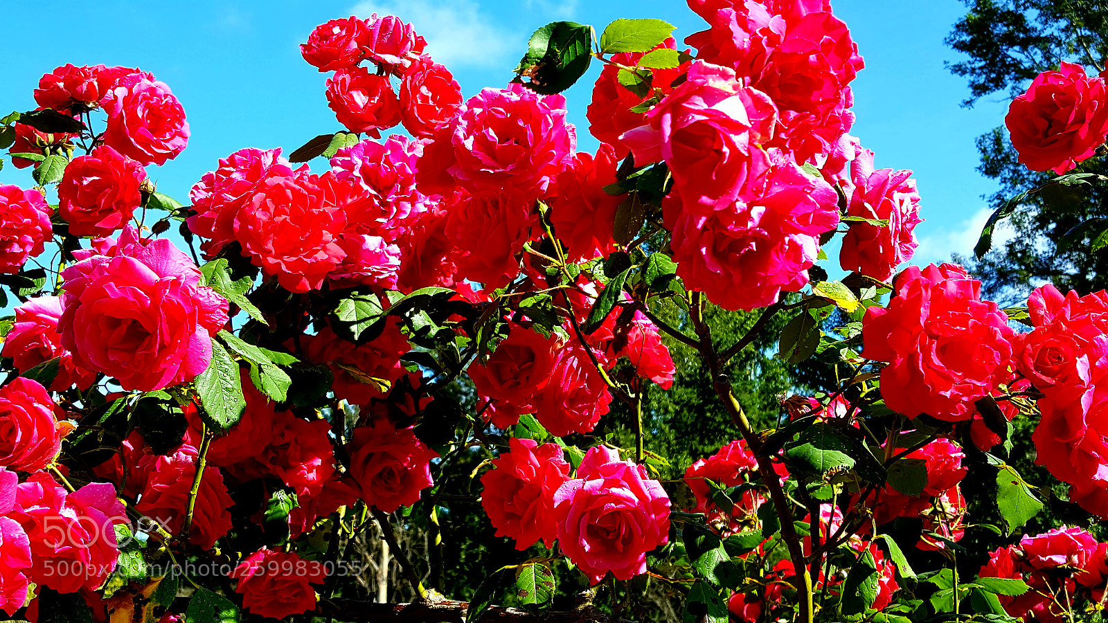Samsung Galaxy S6 sample photo. Rose bush photography