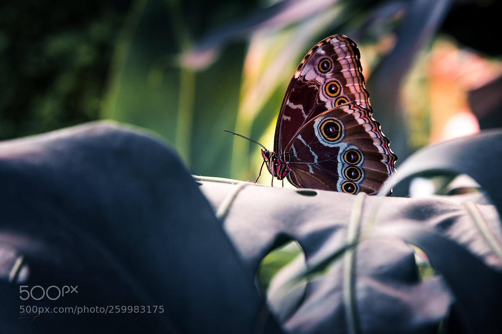 Canon EOS 6D sample photo. Papillon photography