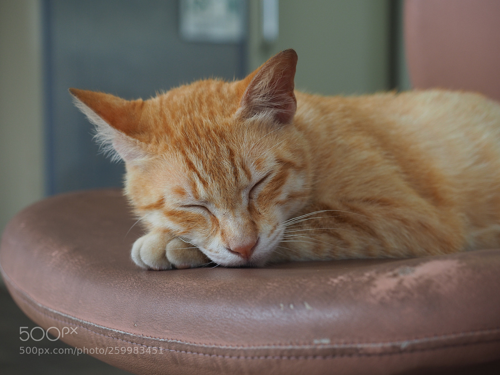 Olympus OM-D E-M5 II sample photo. Zzz zzz photography