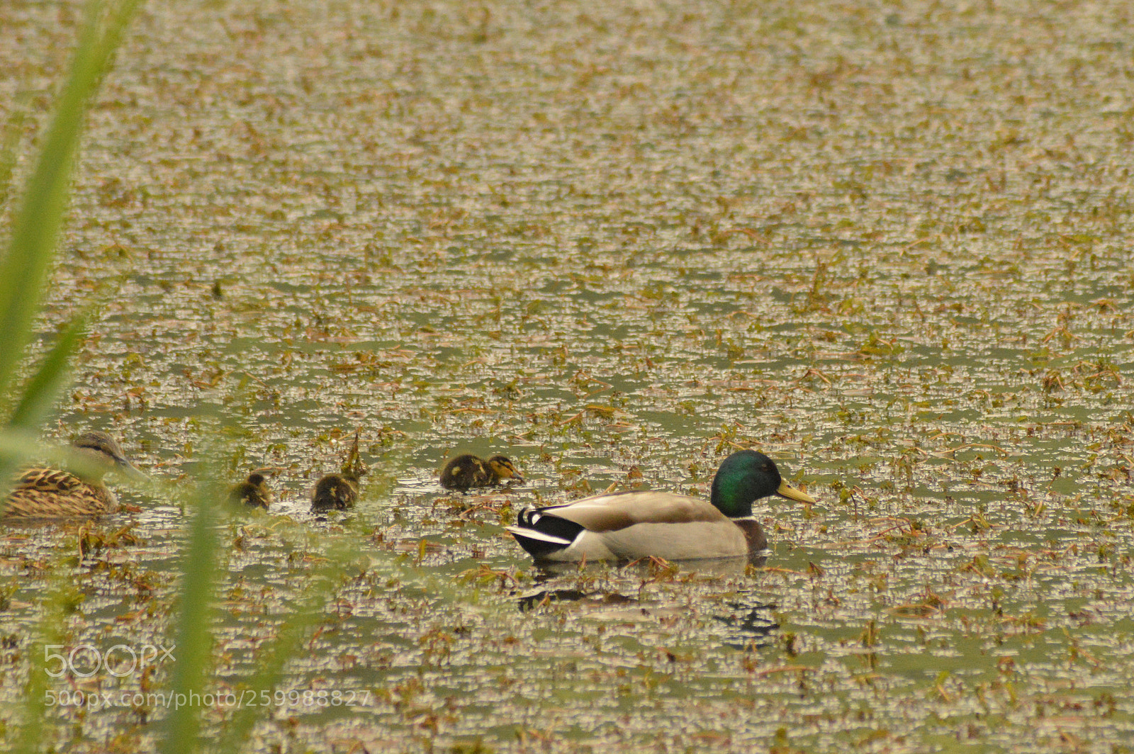 Nikon D3200 sample photo. Duck family photography