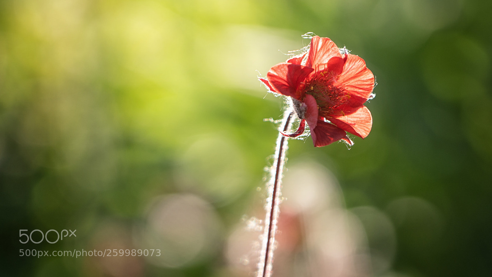 Sony a7 III sample photo. Flower photography