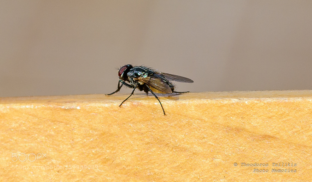 Nikon D7200 sample photo. Unwanted visitors photography