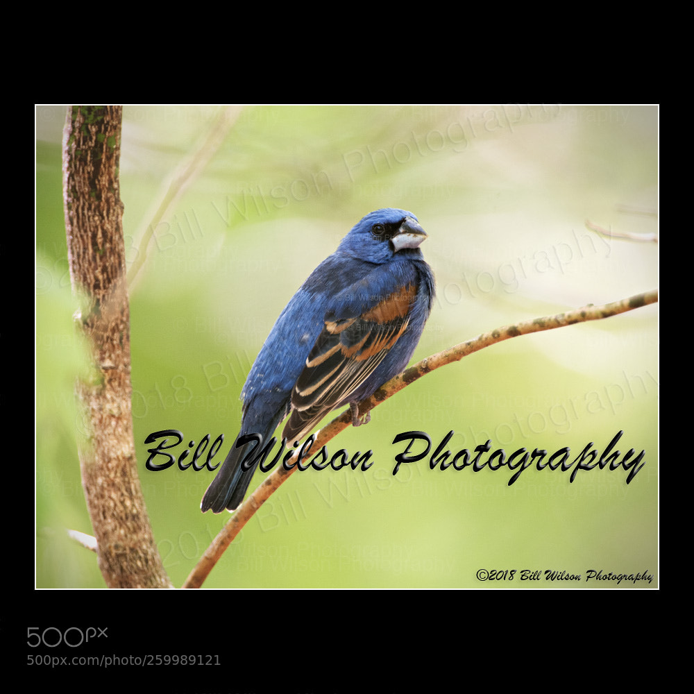 Nikon D500 sample photo. Blue grosbeak photography