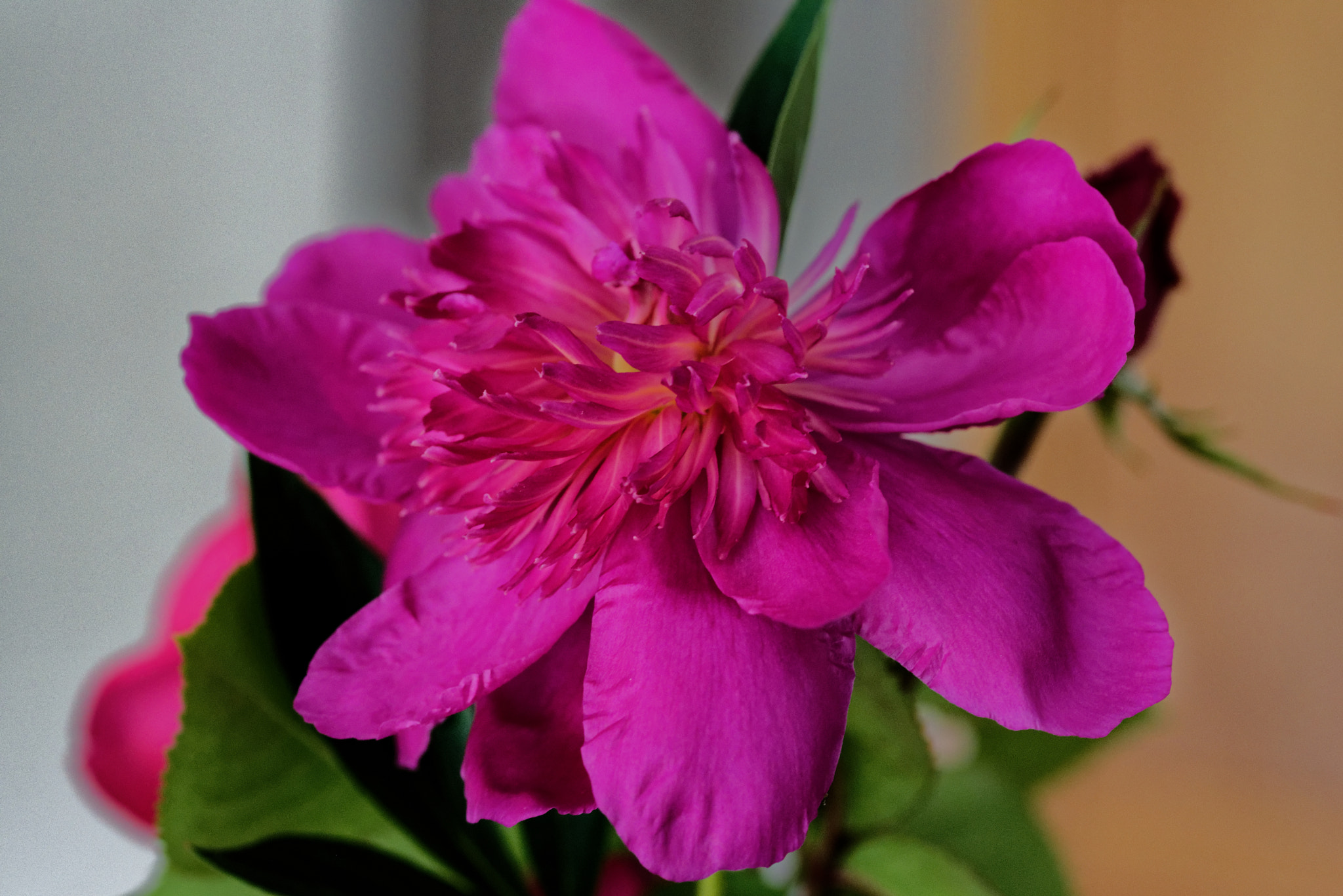 Sigma 105mm F2.8 EX DG OS HSM sample photo. At home! photography