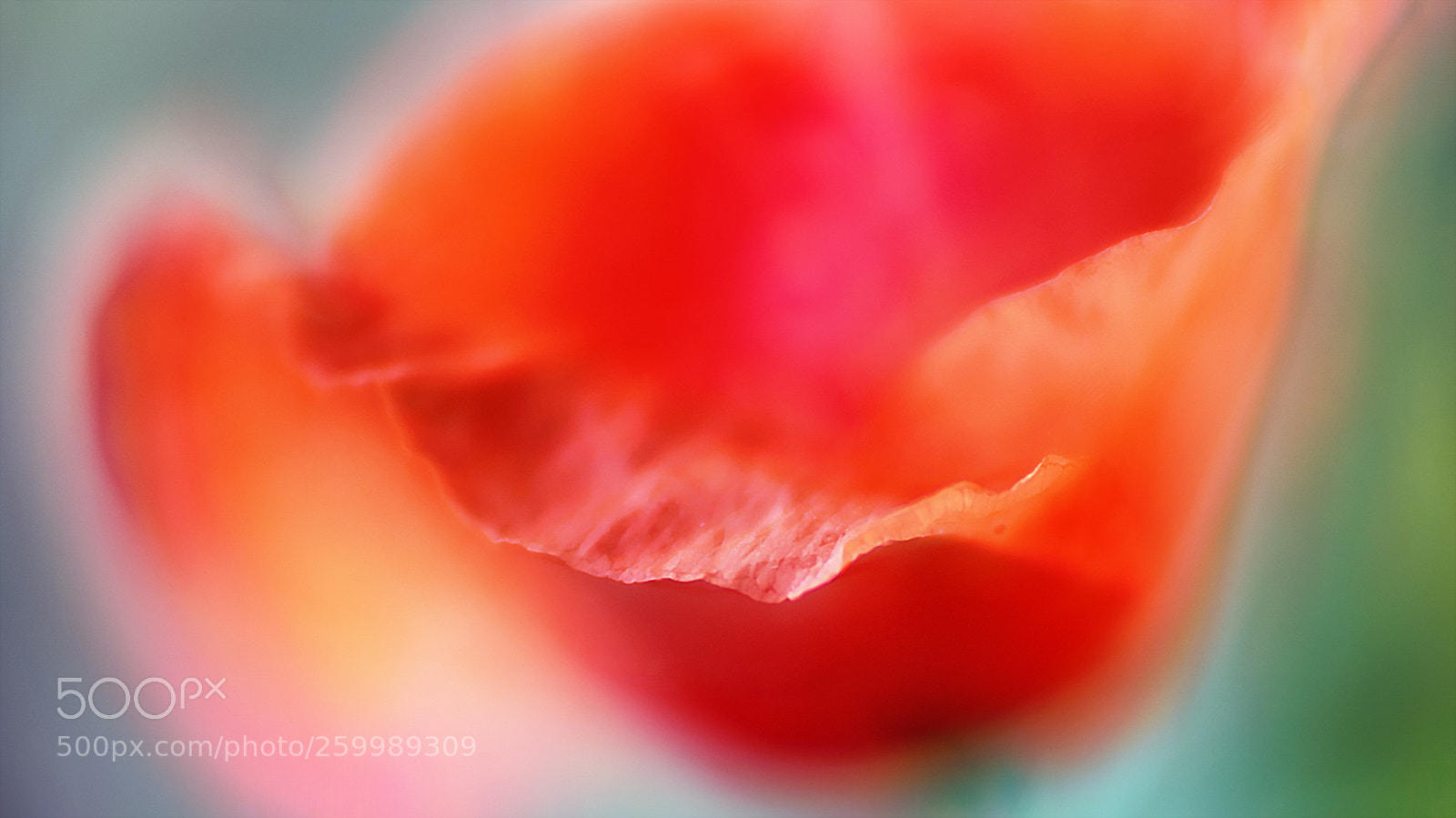Sony a7R III sample photo. Mohn blüte ... photography