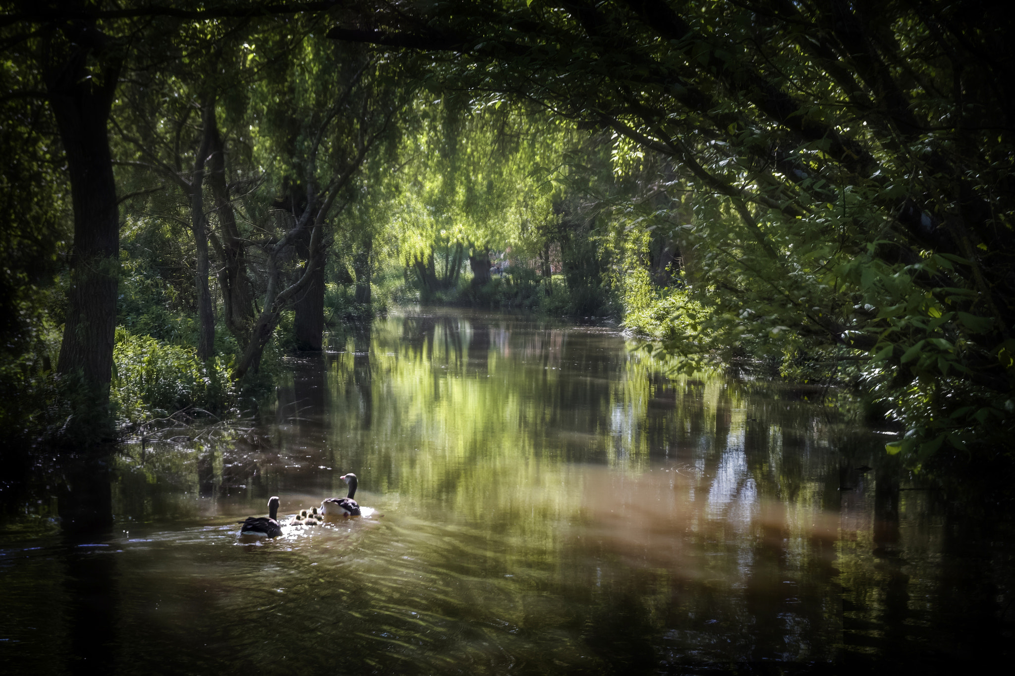 Sigma sd Quattro sample photo. The river photography