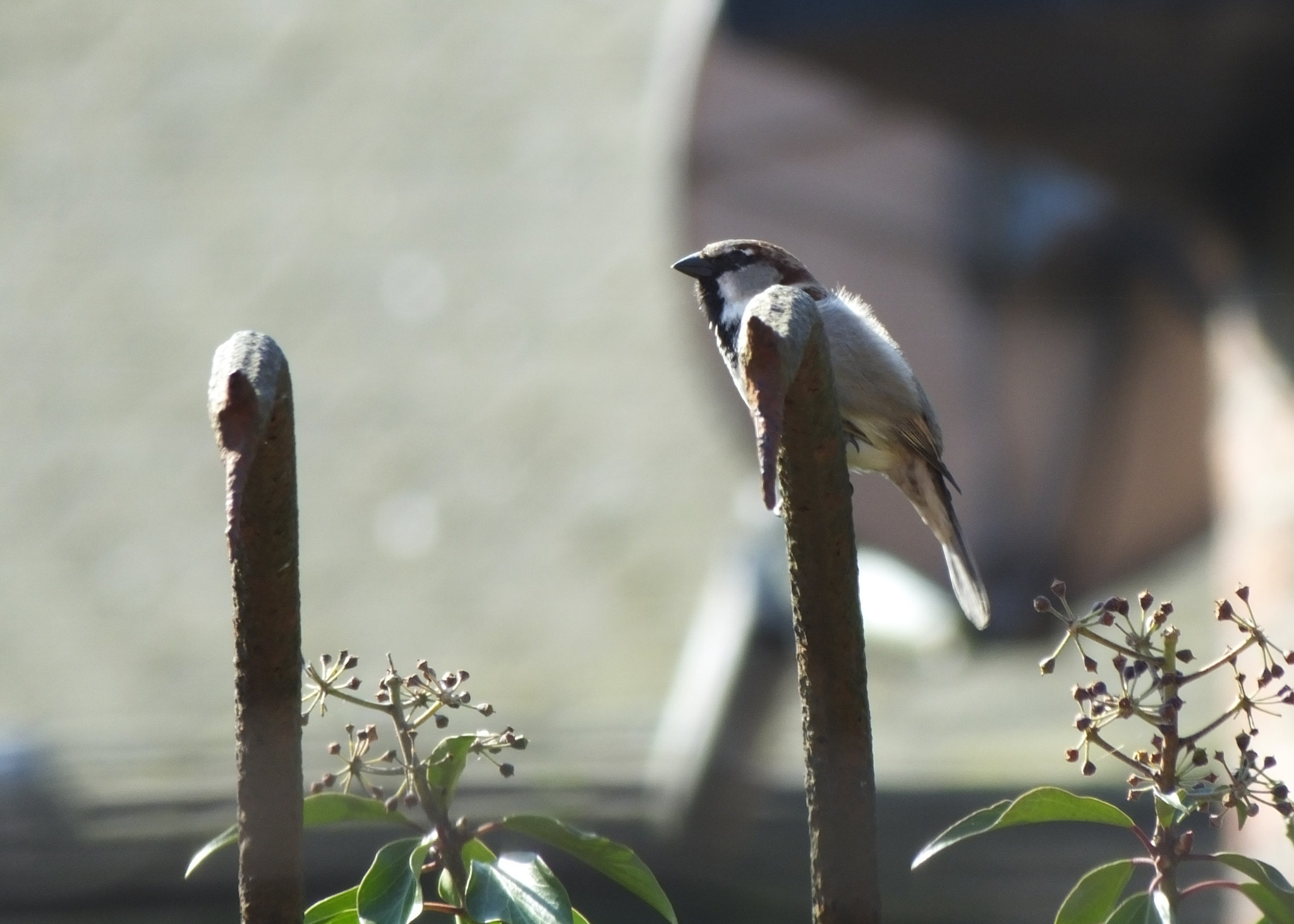 Fujifilm FinePix HS50 EXR sample photo. Just a sparrow photography