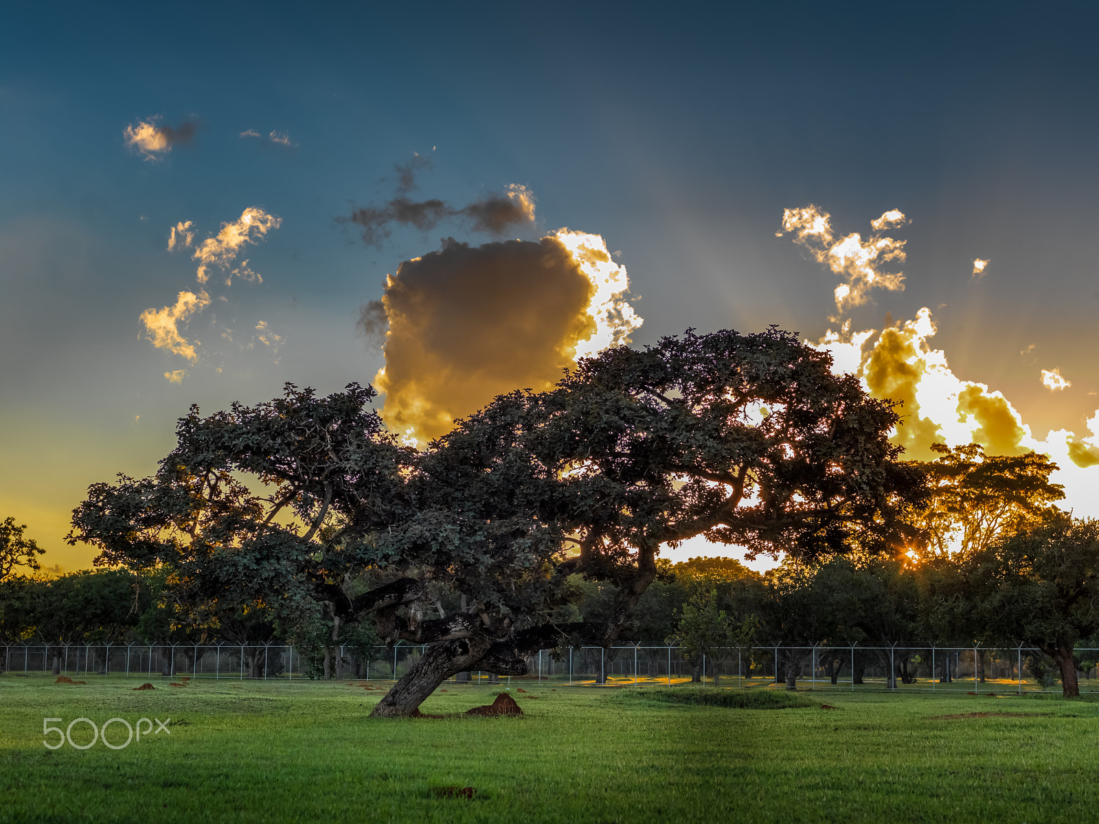 Hasselblad H3DII-31 sample photo. The tree photography