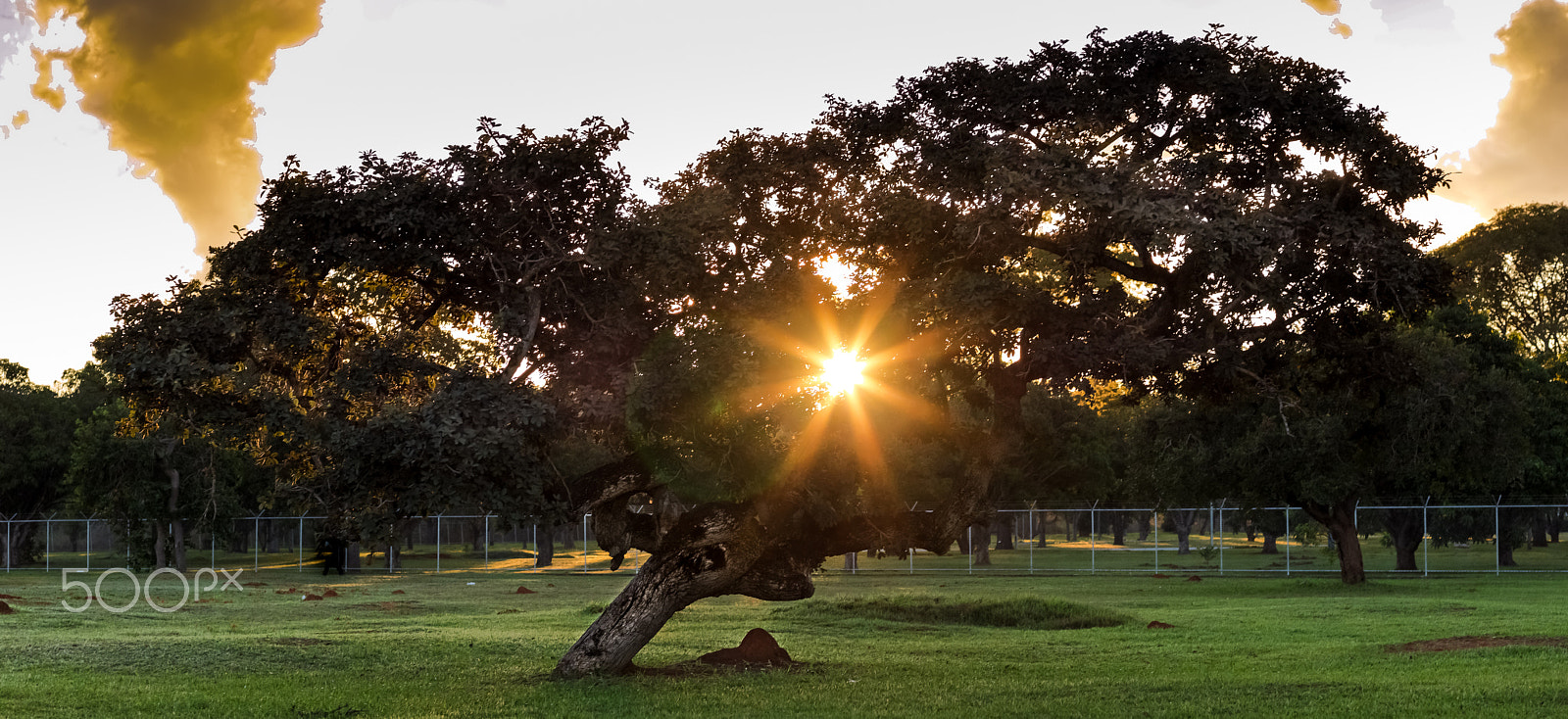 Hasselblad H3DII-31 sample photo. Little sun photography