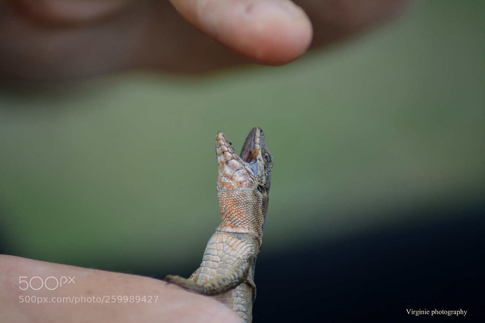 Nikon D5200 sample photo. Attention  je mord ... photography