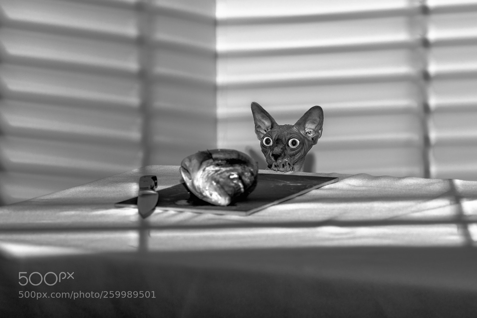 Canon EOS 5D Mark IV sample photo. Fish thief ii photography