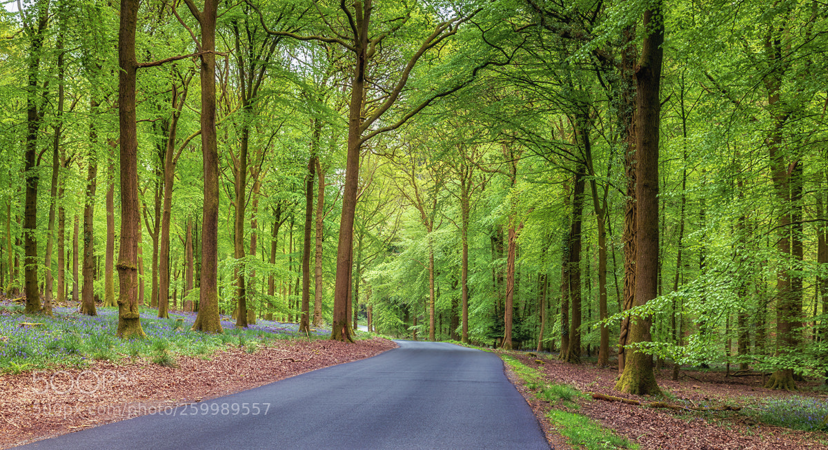 Canon EOS 5D Mark IV sample photo. Drive through photography
