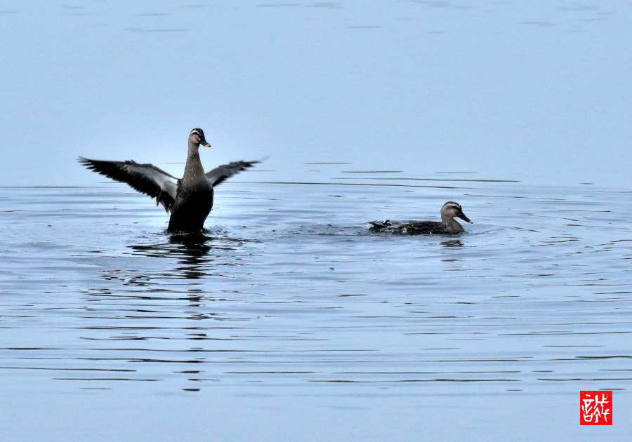 Sony FE 70-300mm F4.5-5.6 G OSS sample photo. Duck 0529 photography