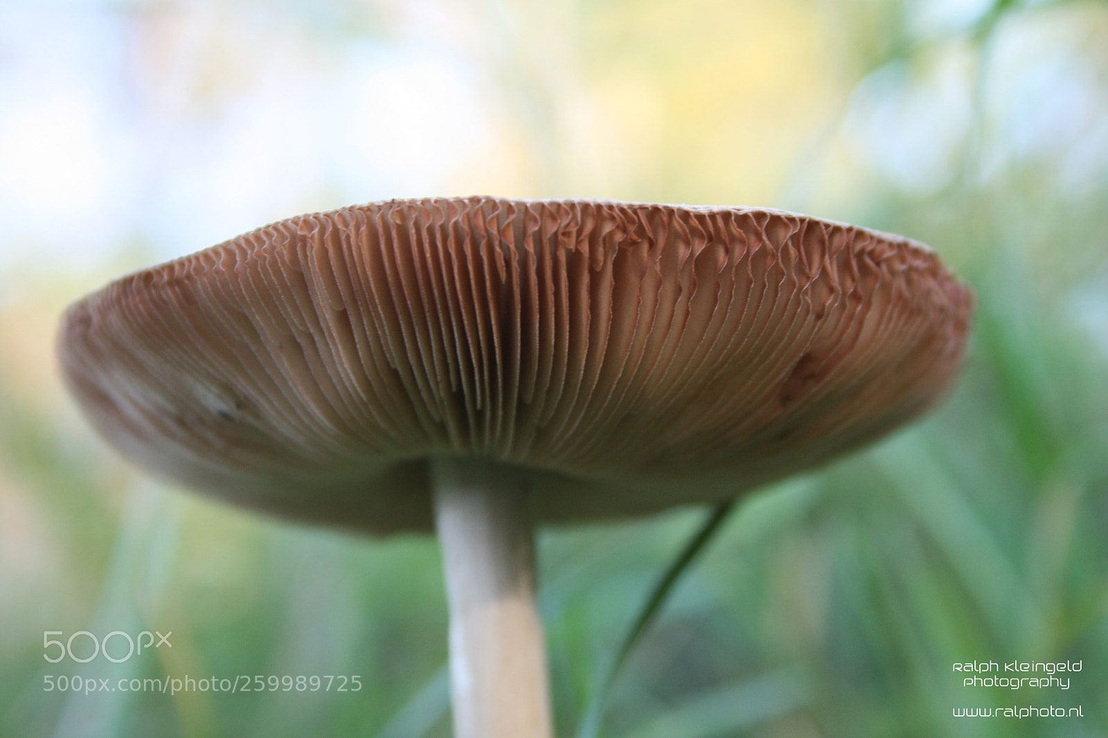 Canon EOS 400D (EOS Digital Rebel XTi / EOS Kiss Digital X) sample photo. Parasol mushroom photography