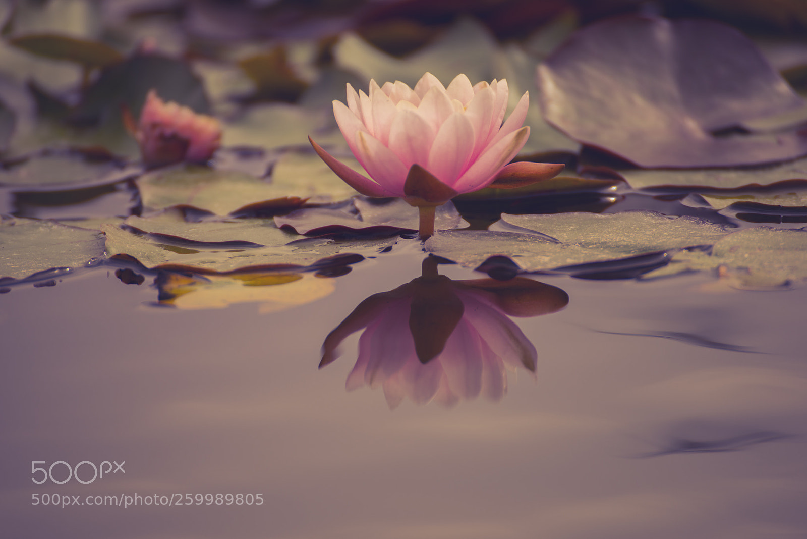 Nikon D610 sample photo. Macro photography