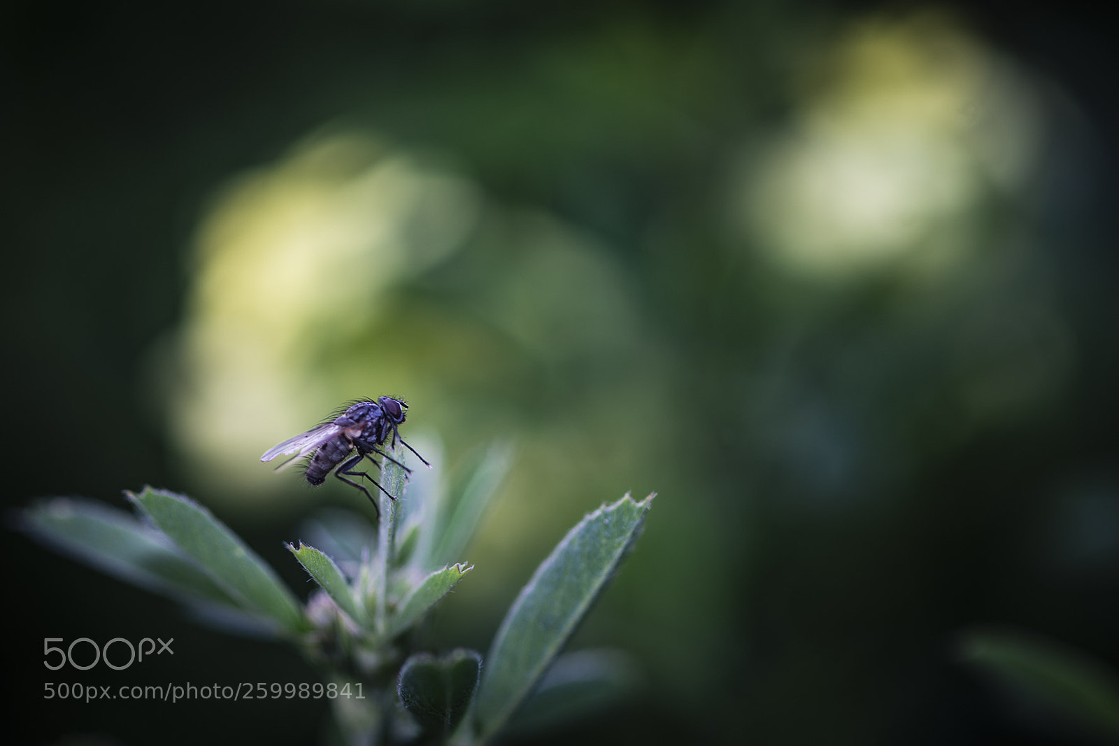Nikon D810 sample photo. Mosca photography