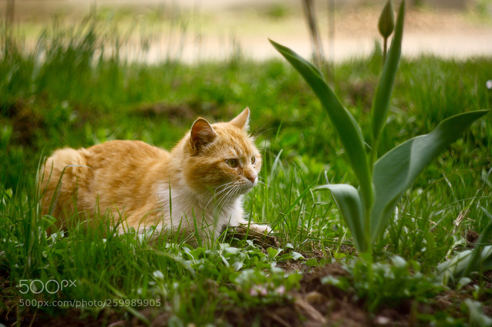 Canon EOS 1000D (EOS Digital Rebel XS / EOS Kiss F) sample photo. Springtime2018 photography