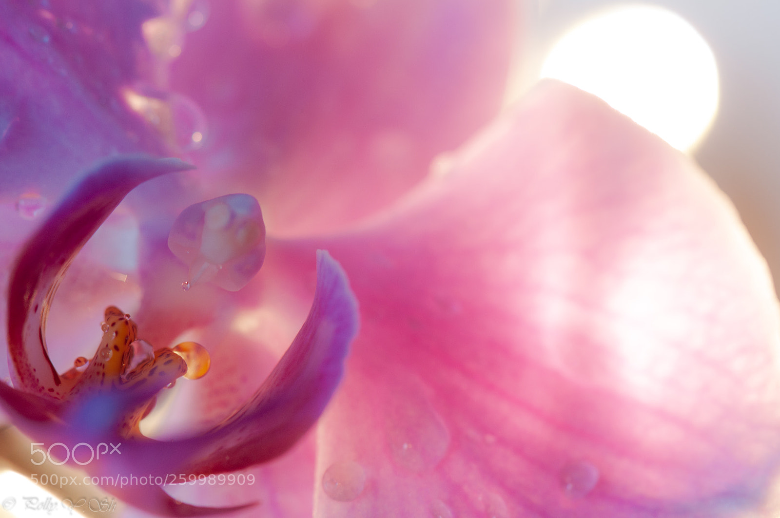 Nikon D90 sample photo. Pink orchid photography