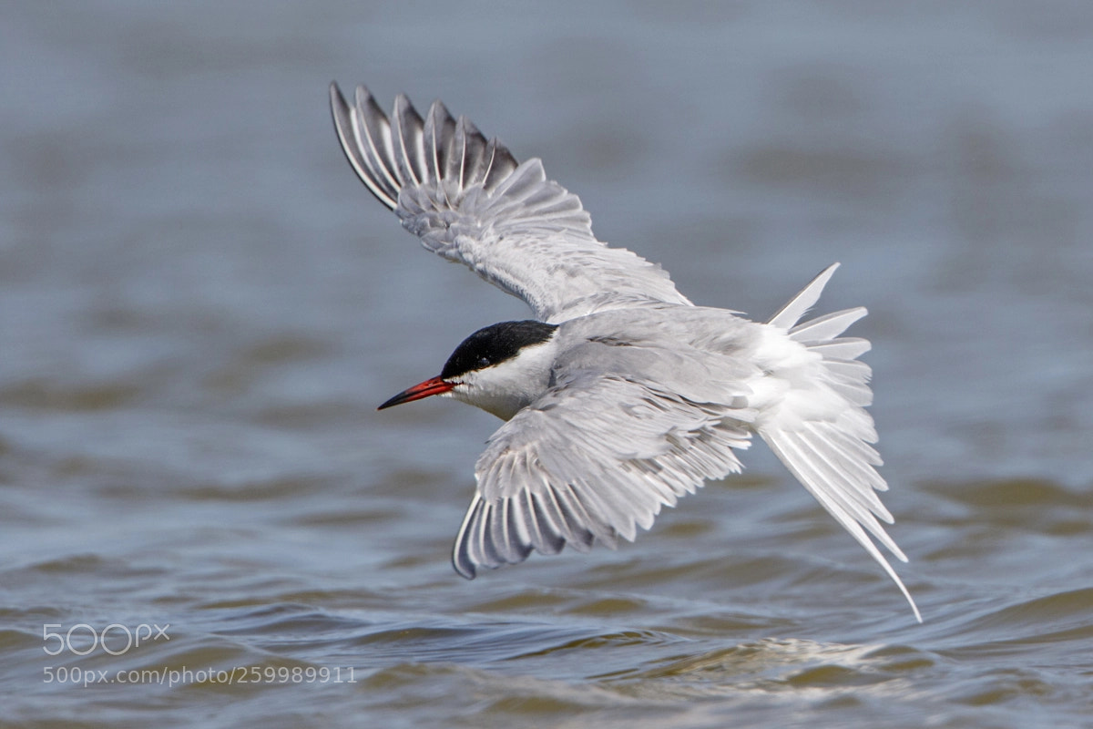 Canon EOS 7D Mark II sample photo. Common tern photography