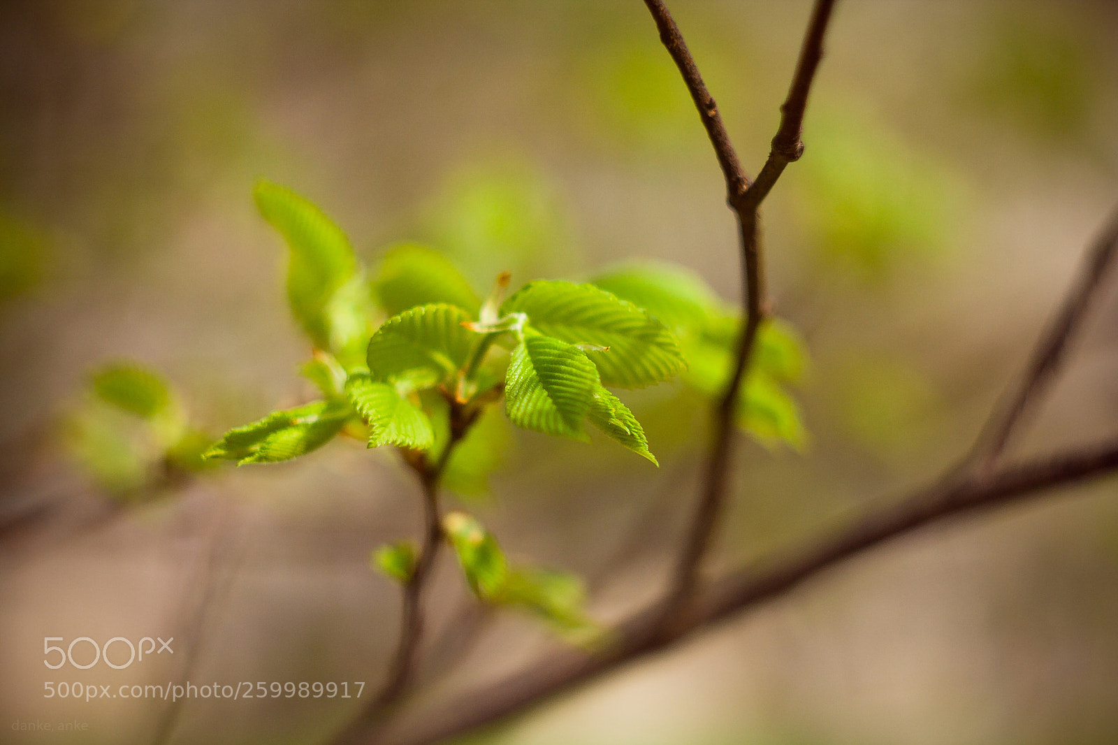 Canon EOS 1000D (EOS Digital Rebel XS / EOS Kiss F) sample photo. Springtime2018 photography