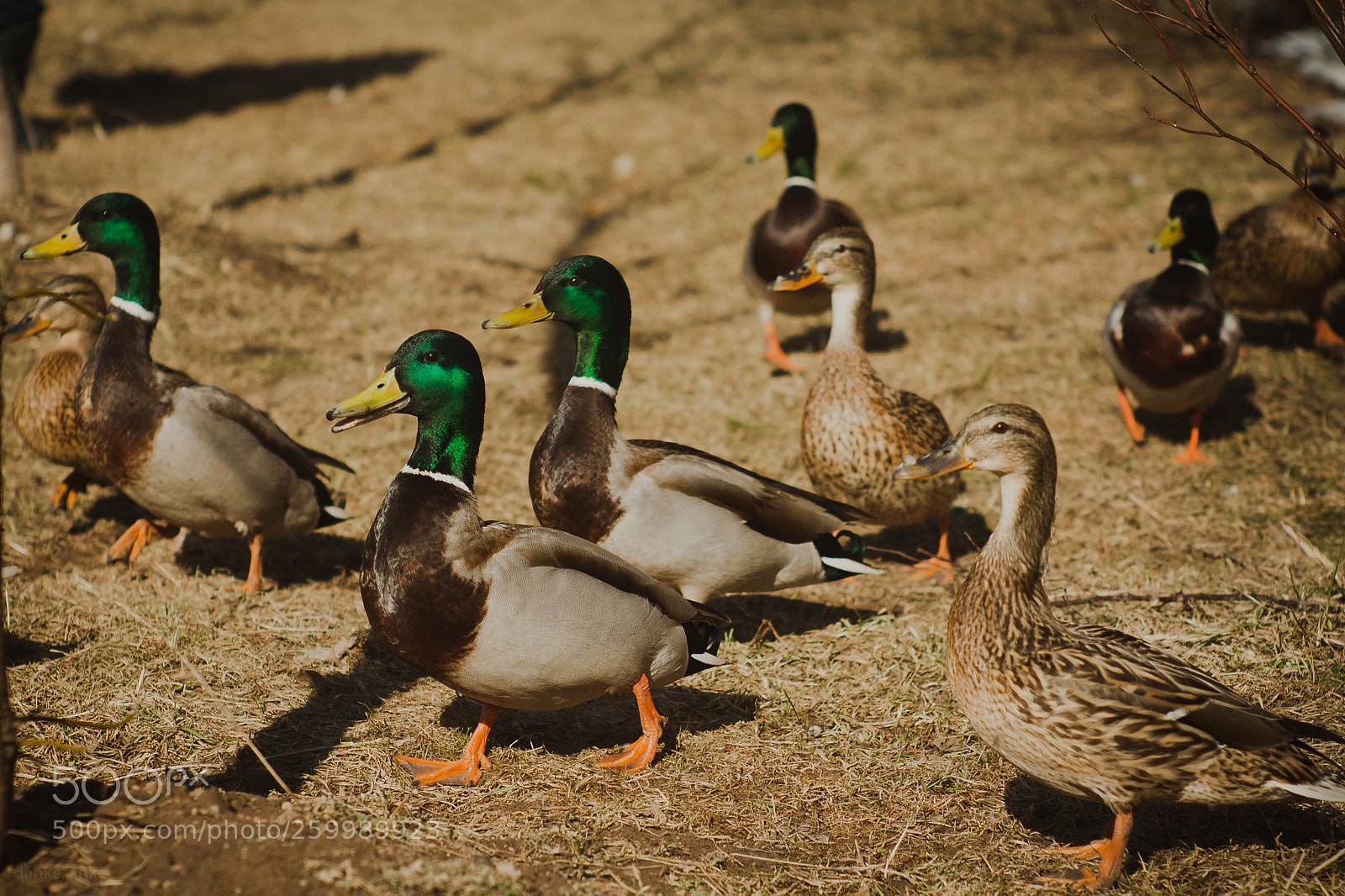 Canon EOS 1000D (EOS Digital Rebel XS / EOS Kiss F) sample photo. Springtime2018 photography