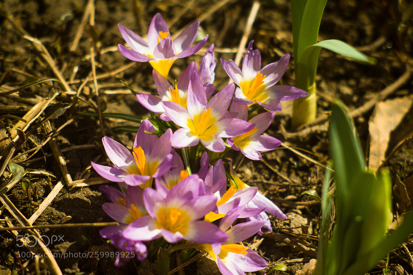 Canon EOS 1000D (EOS Digital Rebel XS / EOS Kiss F) sample photo. Springtime2018 photography