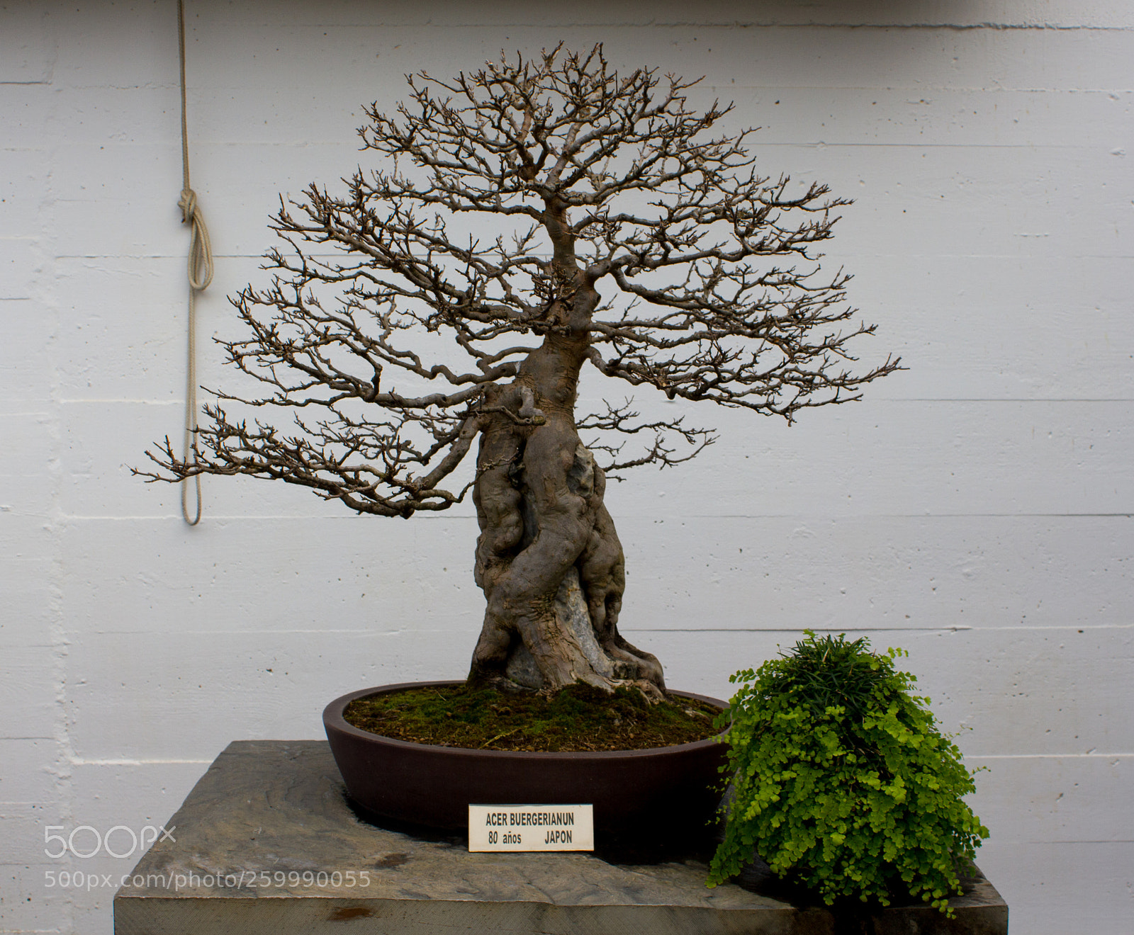 Canon EOS 550D (EOS Rebel T2i / EOS Kiss X4) sample photo. Museo bonsai photography