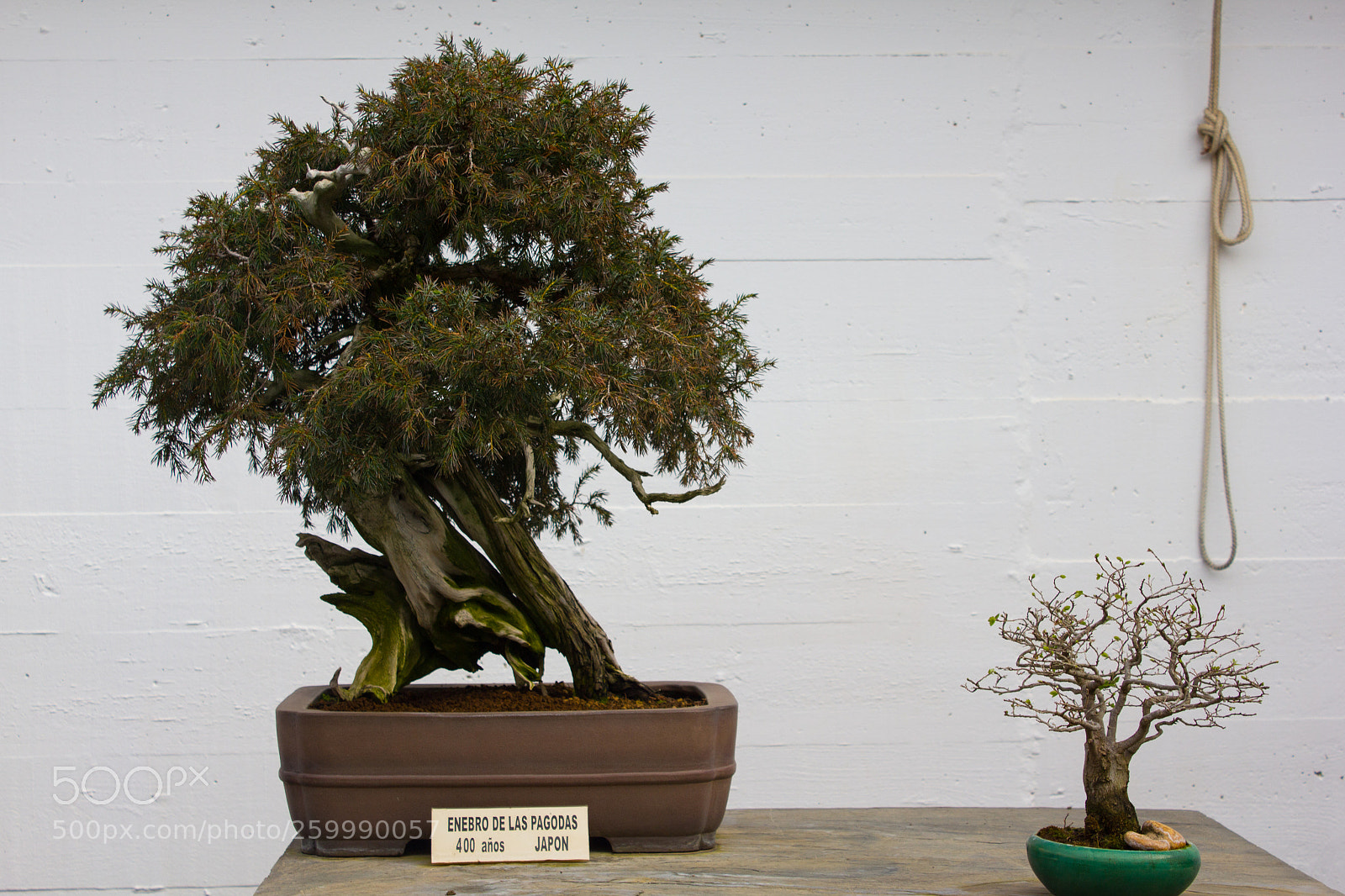 Canon EOS 550D (EOS Rebel T2i / EOS Kiss X4) sample photo. Museo bonsai photography
