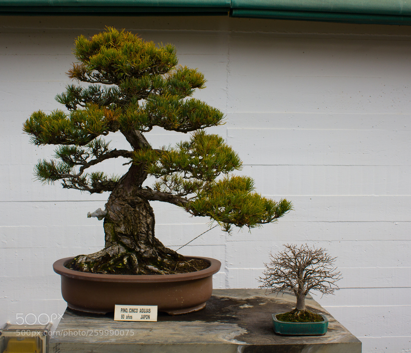 Canon EOS 550D (EOS Rebel T2i / EOS Kiss X4) sample photo. Museo bonsai photography