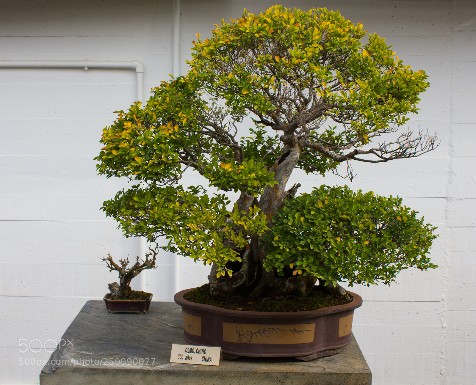 Canon EOS 550D (EOS Rebel T2i / EOS Kiss X4) sample photo. Museo bonsai photography