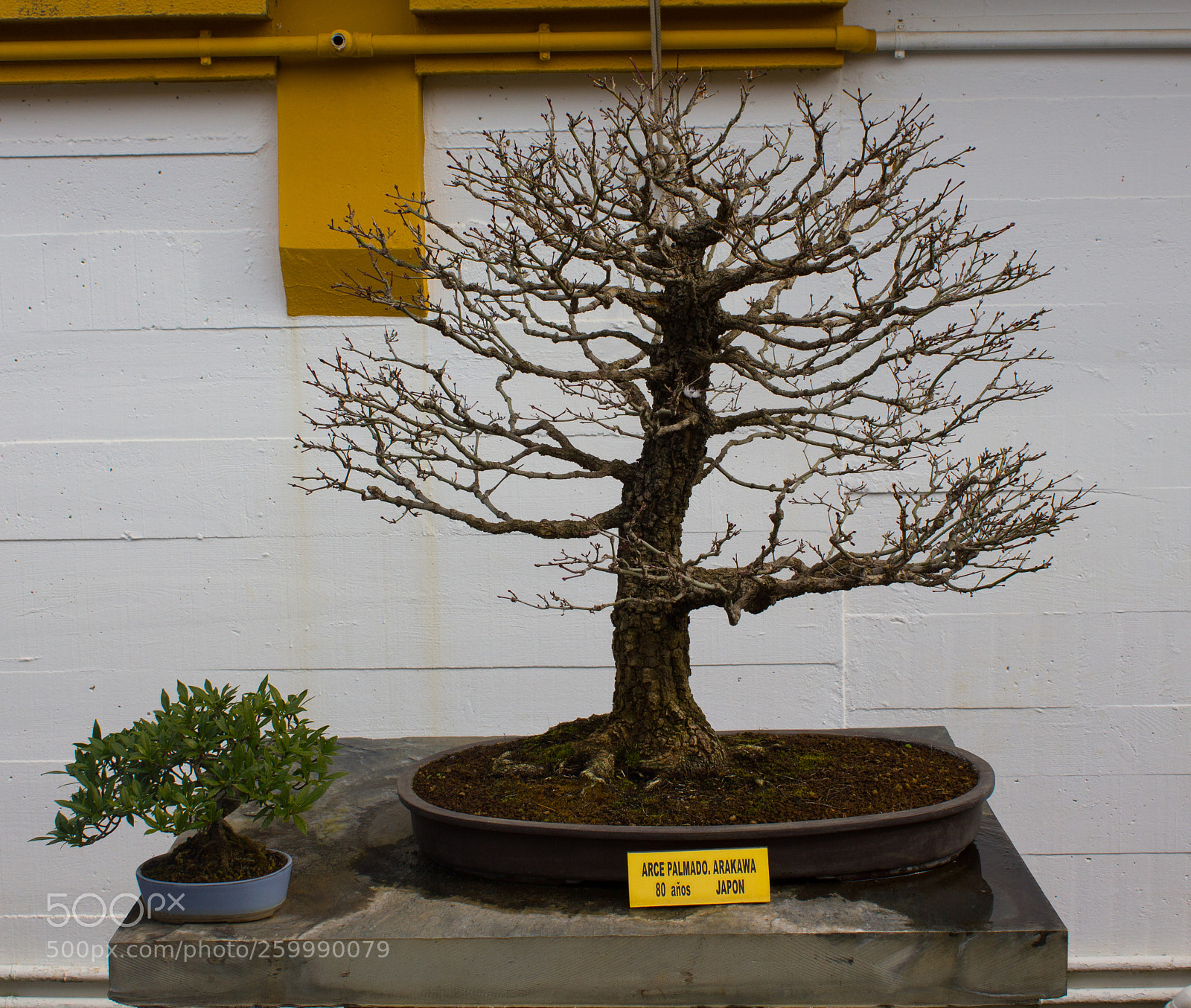 Canon EOS 550D (EOS Rebel T2i / EOS Kiss X4) sample photo. Museo bonsai photography